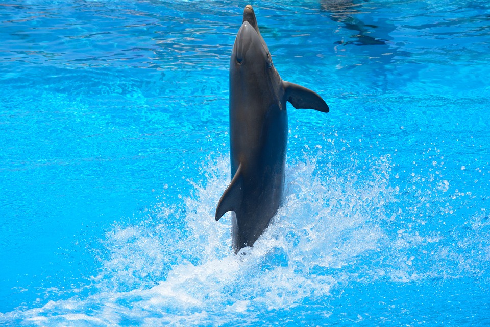 dolphin-1018676_960_720.jpg