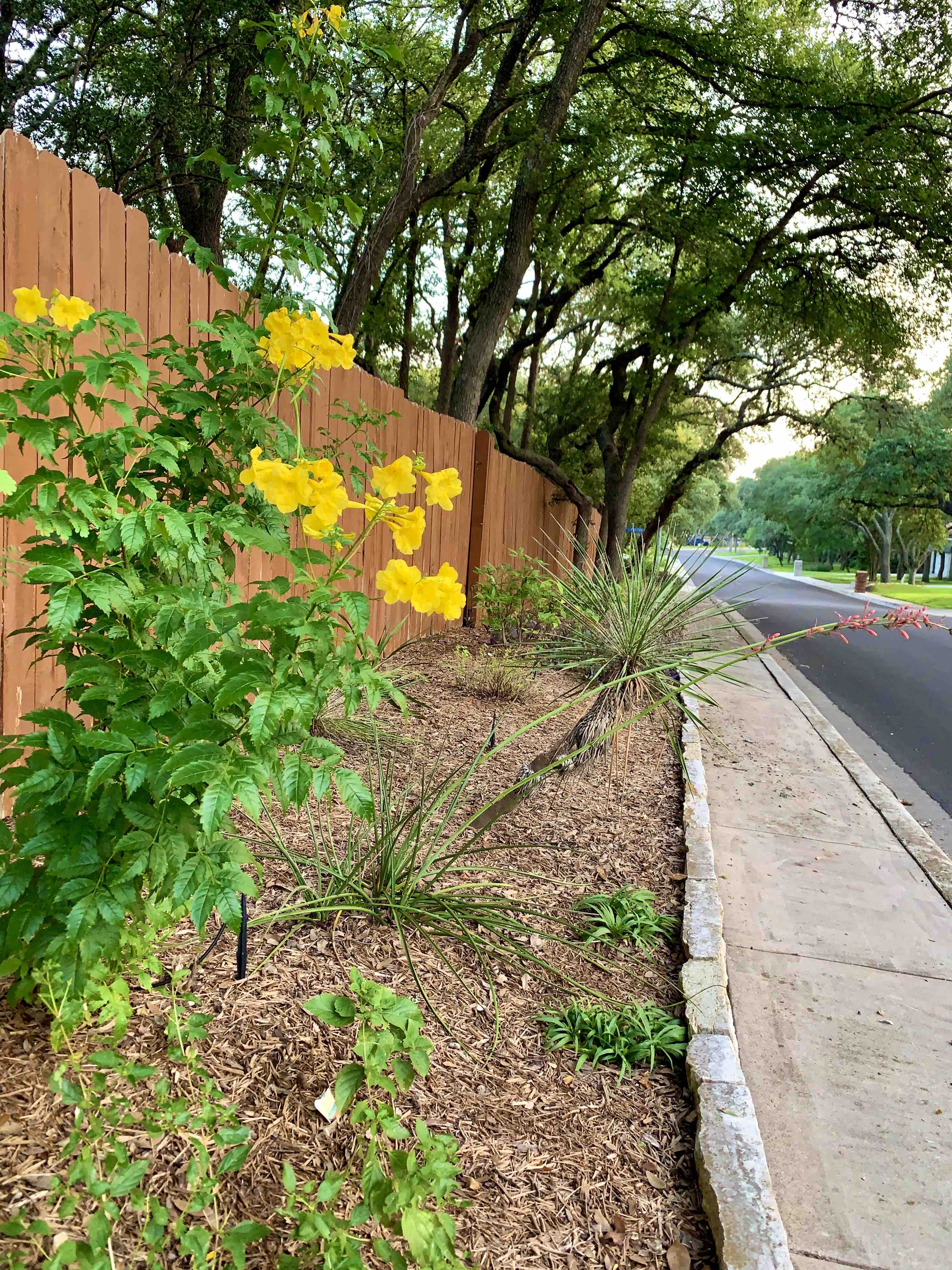 yellow flowers.jpg