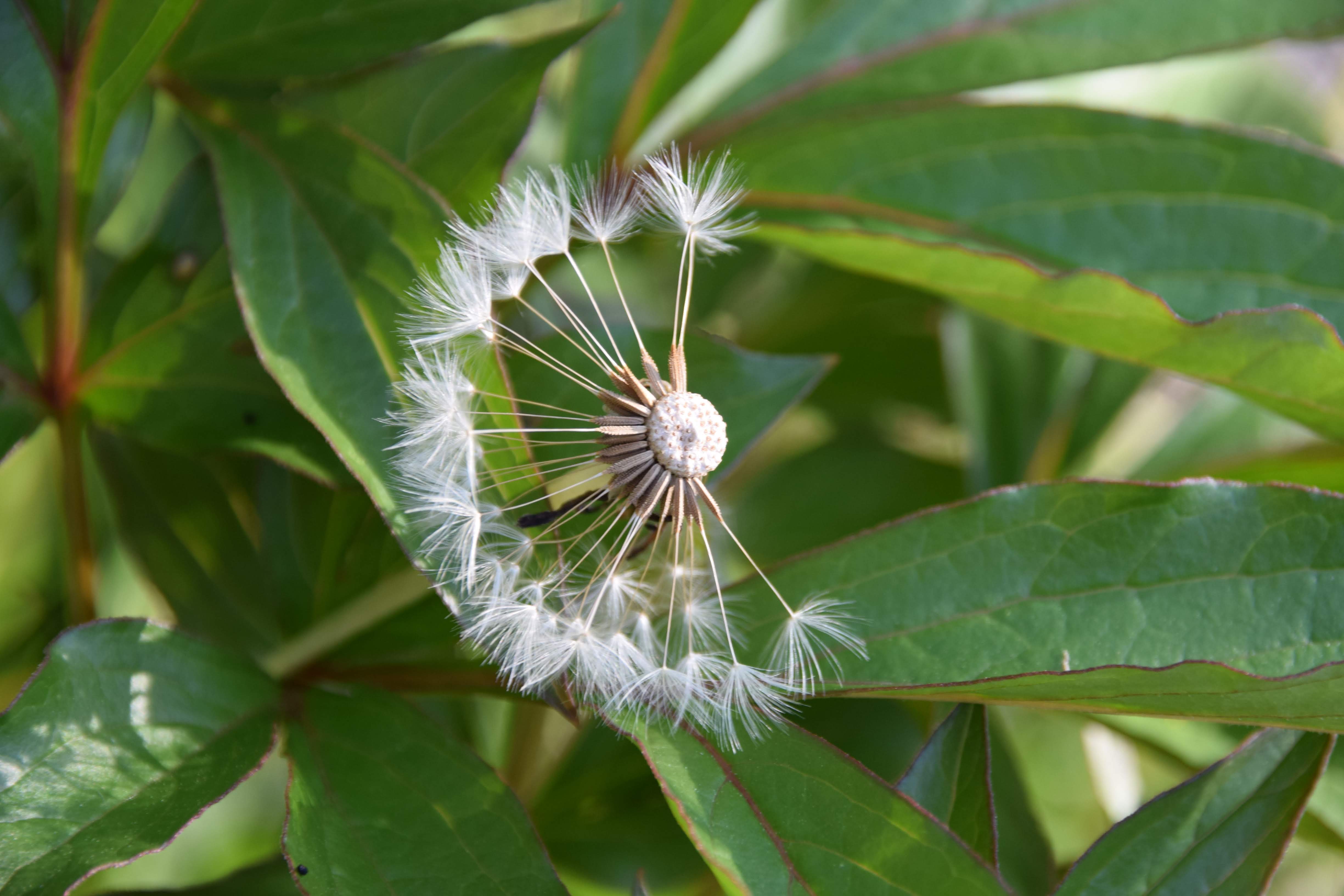  " \" \\"DSC_0123.NEF.jpg\\"\""