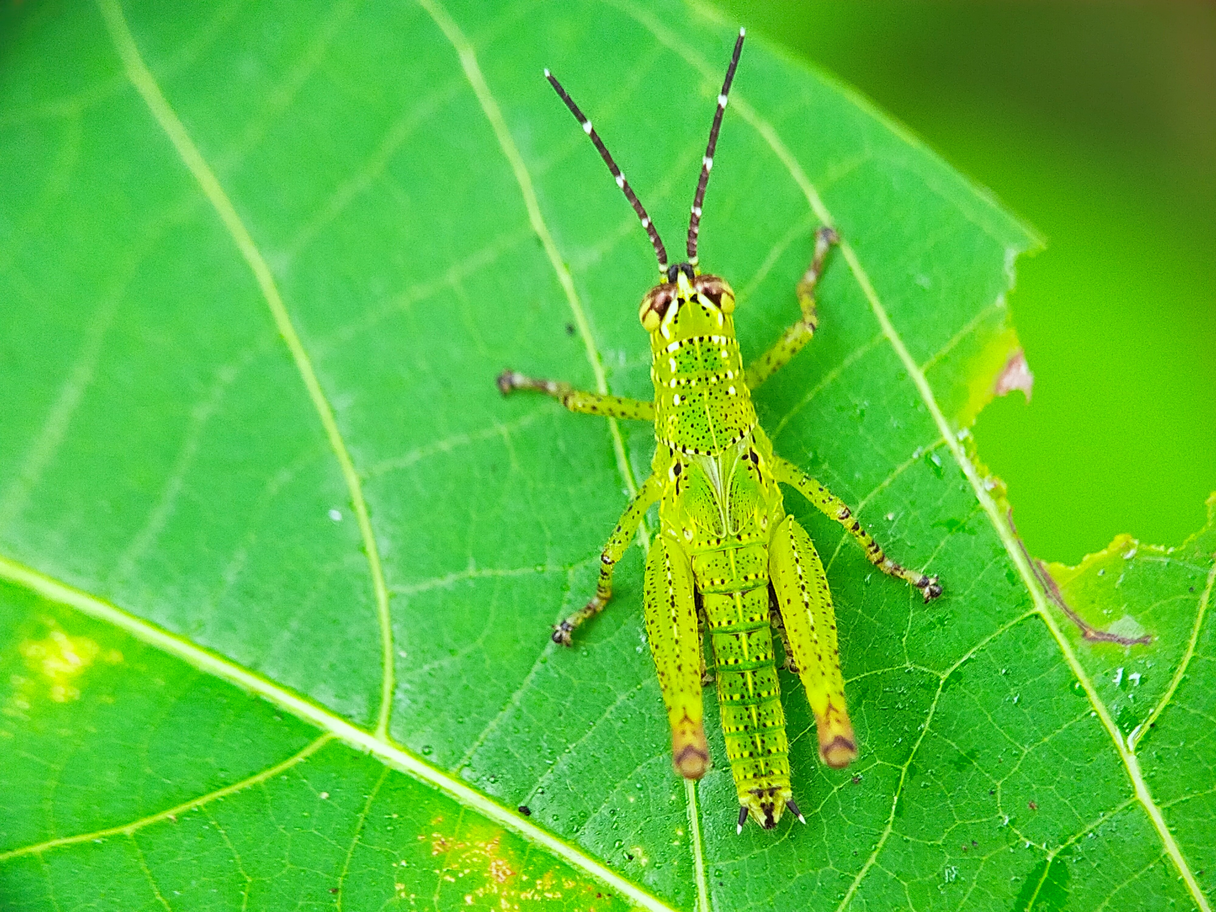 Rice Grasshopper (26).jpg