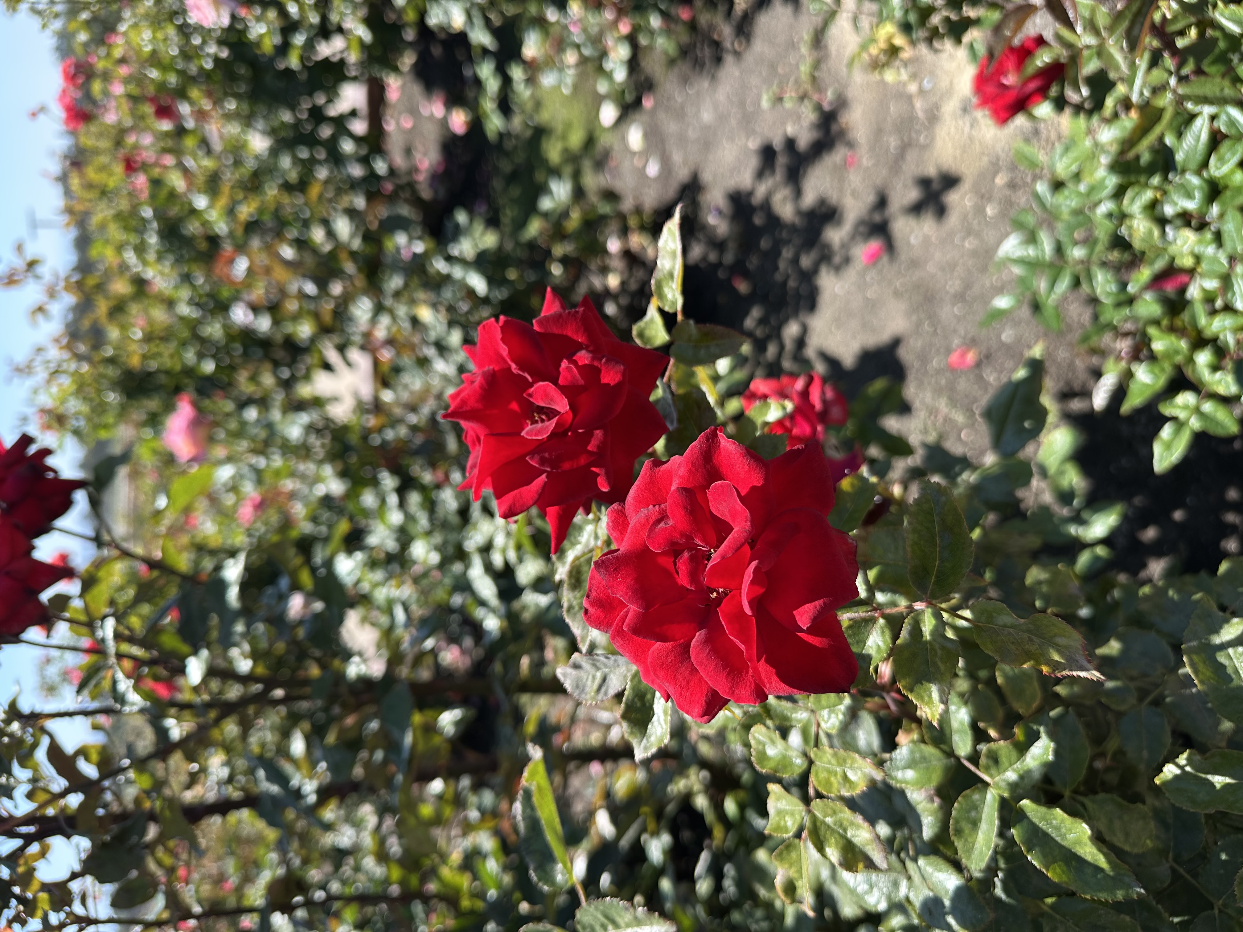 IMG_9934.jpeg