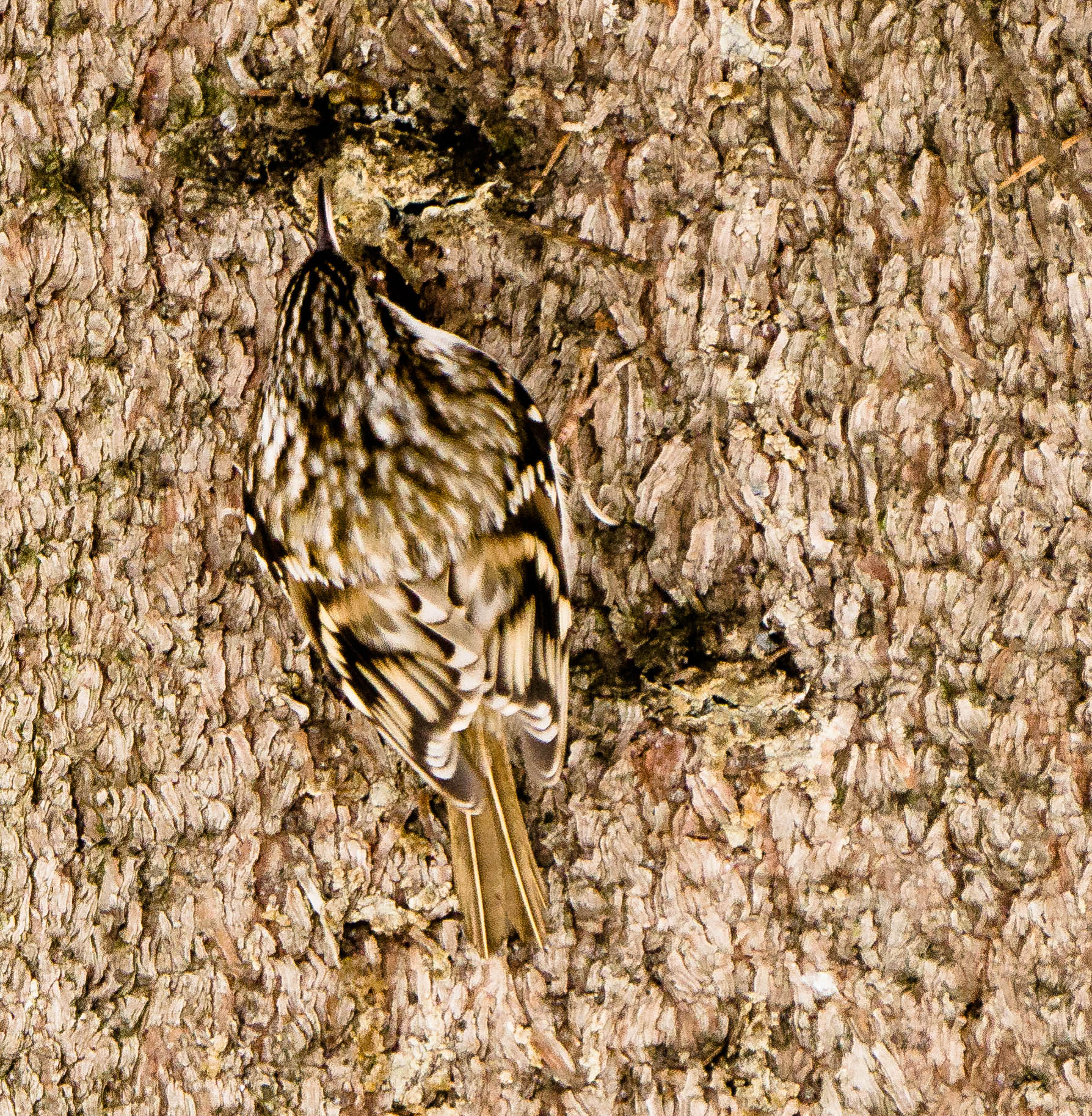 DSC09423-4.jpg