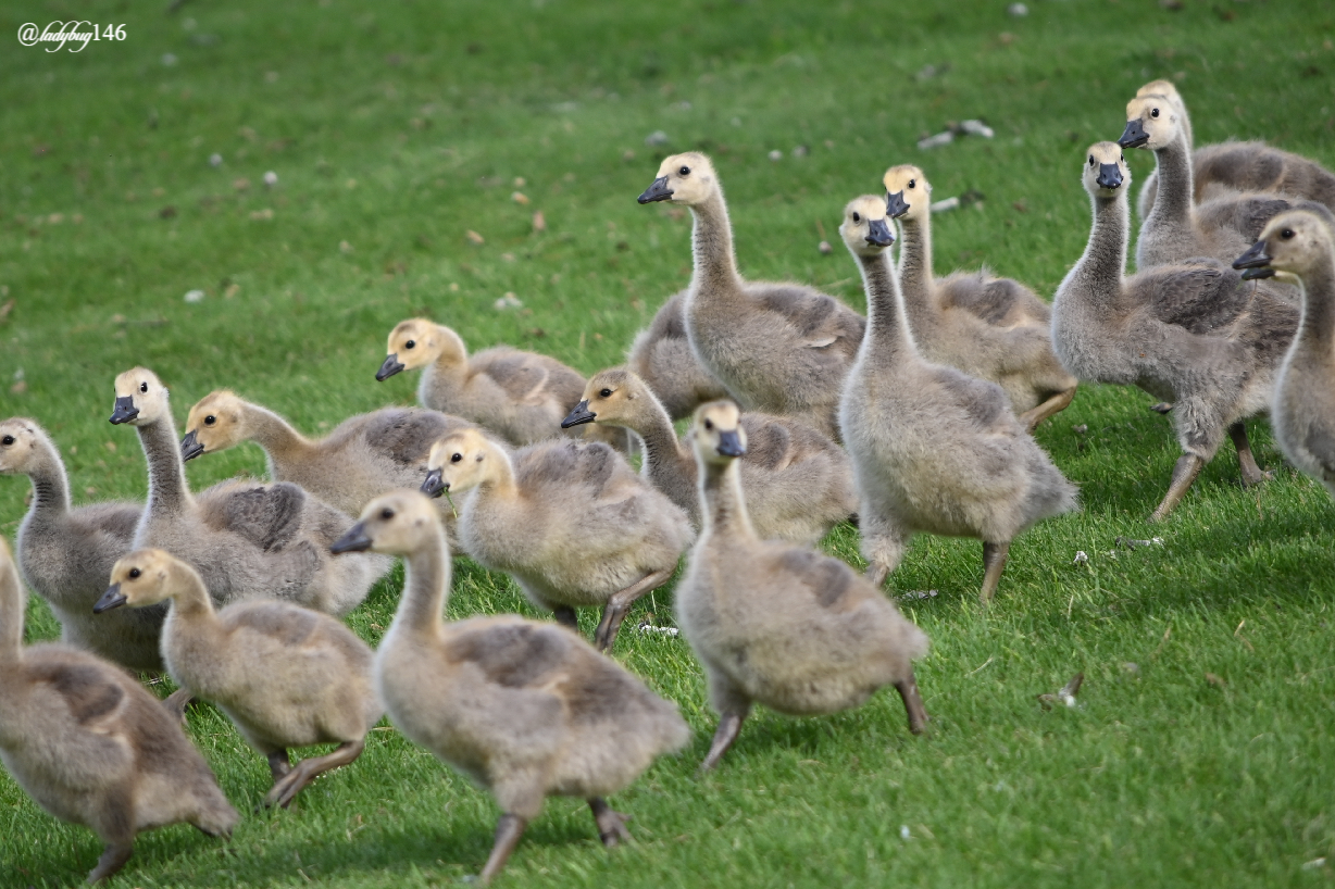 gosling swarm.jpg