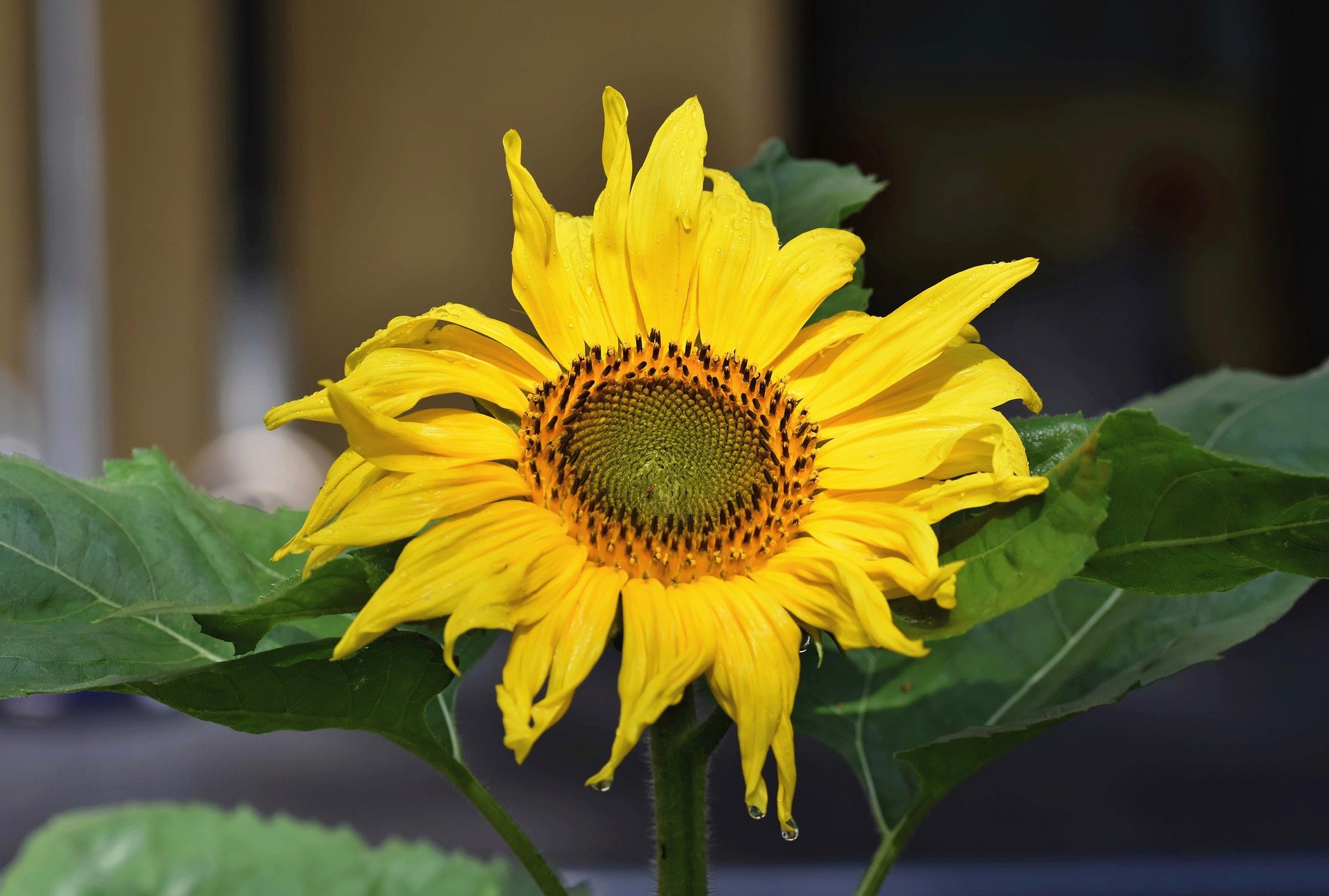 sunflower-6631316_1920.jpg