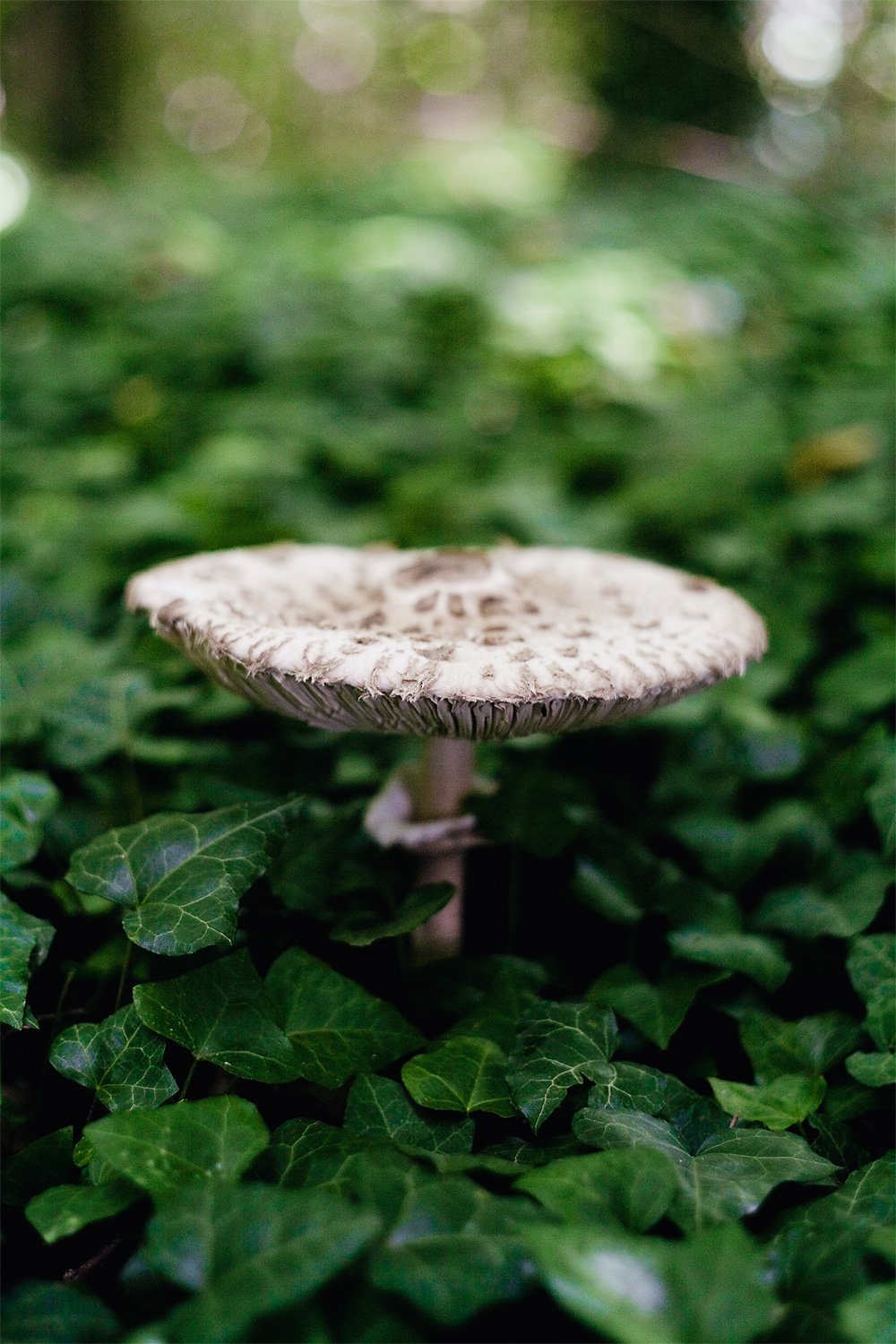 ivyshroom05.jpg