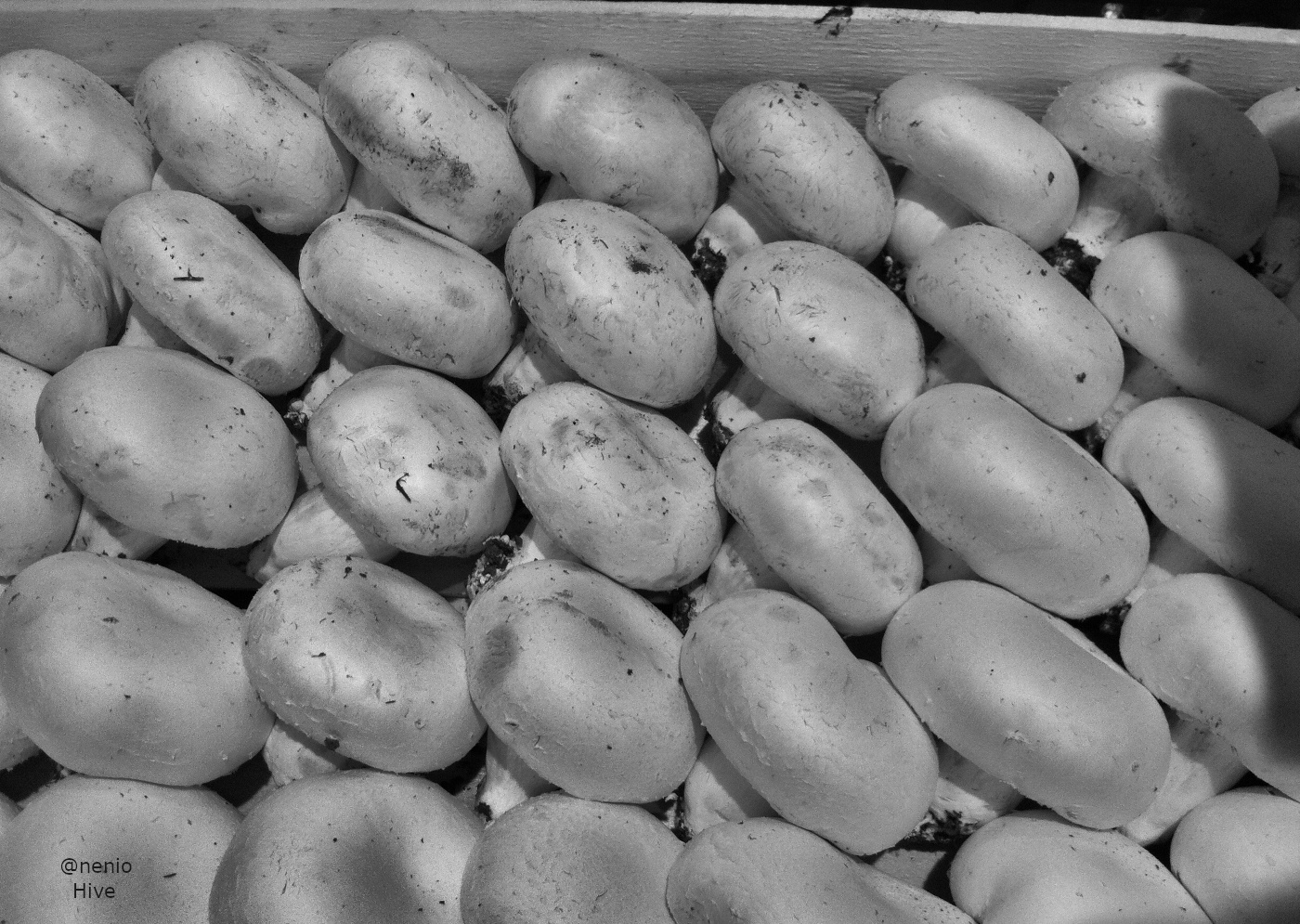 mushrooms-002-bw.JPG