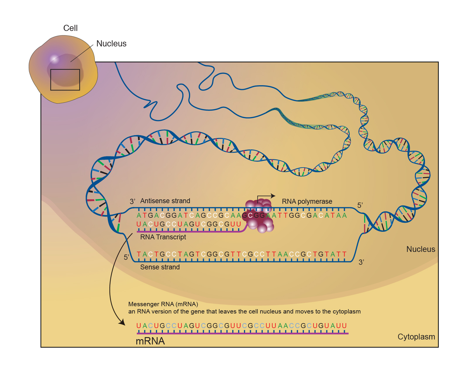 messenger_rna.jpg