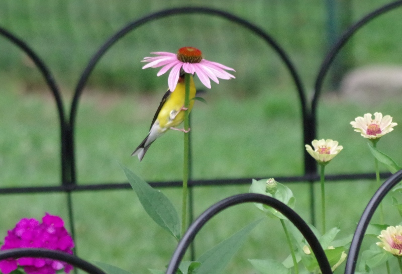 feathered-friends-bird-feeding-.jpg