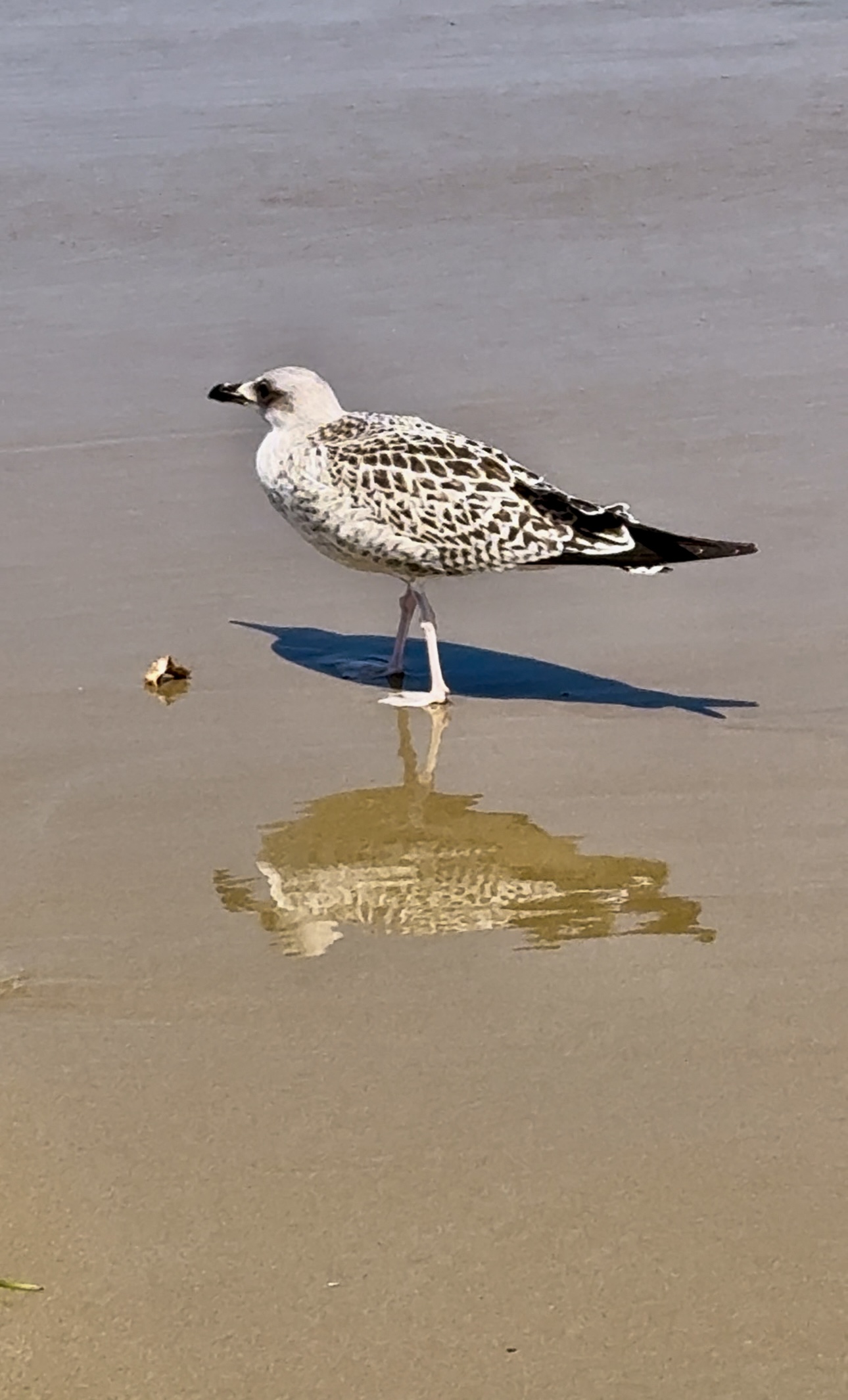 IMG_8419.jpeg