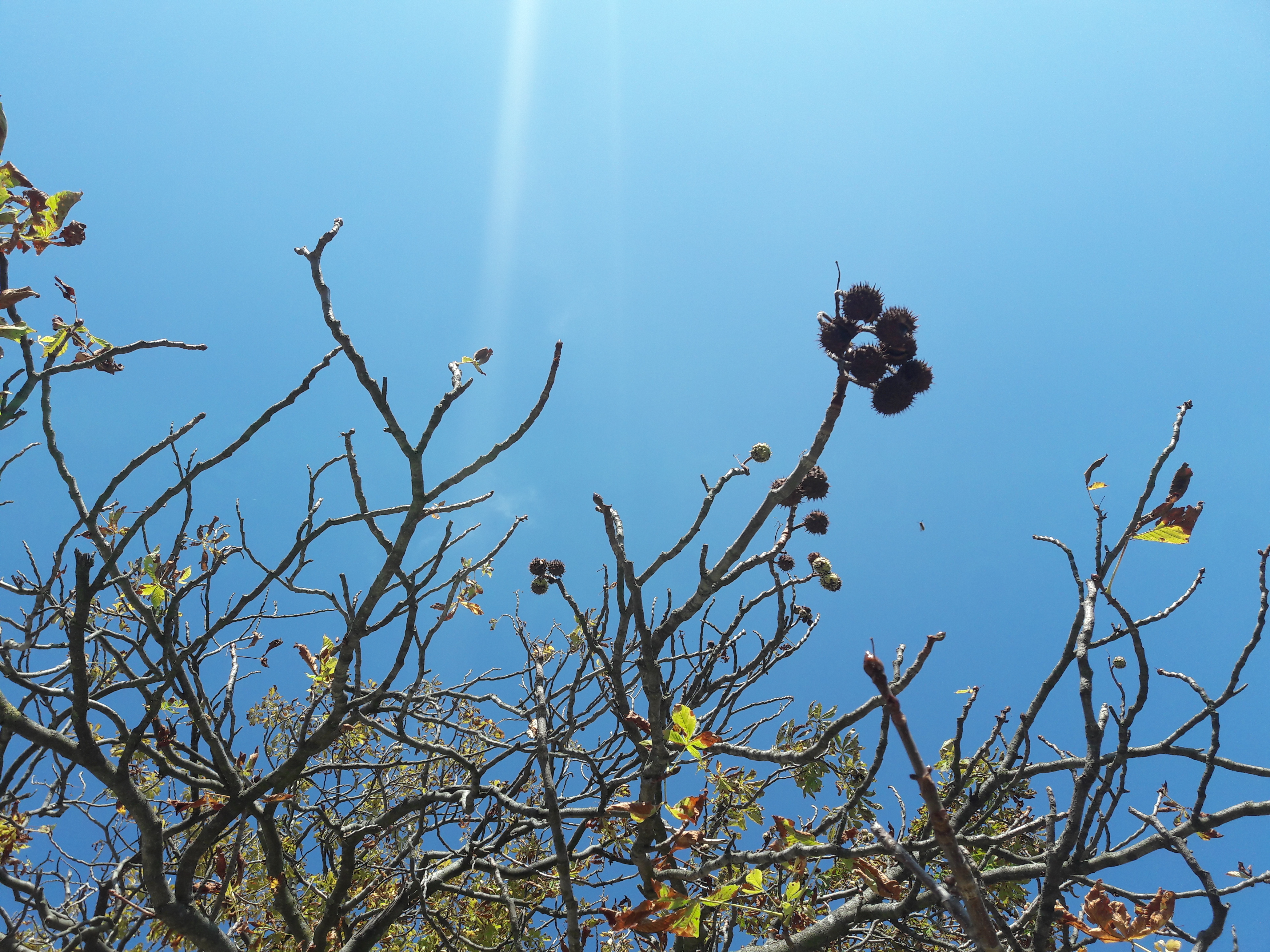 Flora-Tree-Forest-Publicdomain (4).jpg