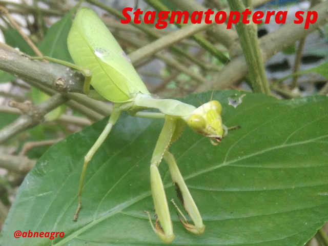 _La familia Mantidae es la más numerosa dentro del orden Mantodea_.png