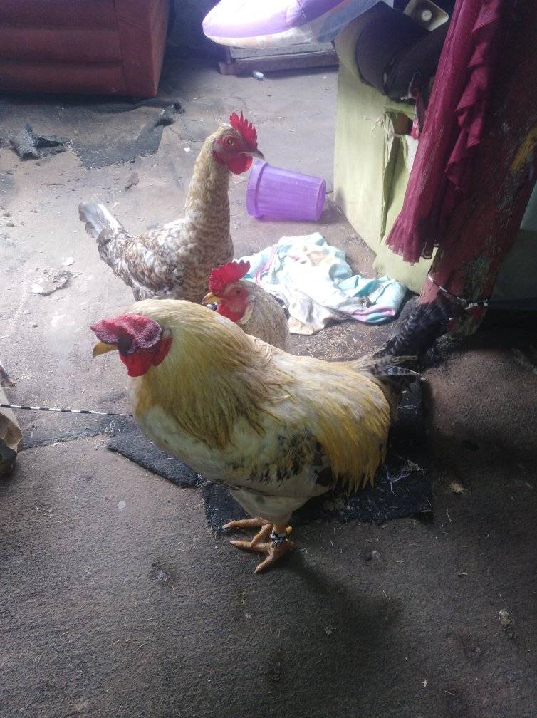 gallo y gallina.jpg
