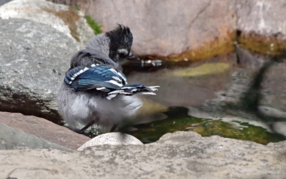 birds-feathered-friends-bluejay-3.jpg