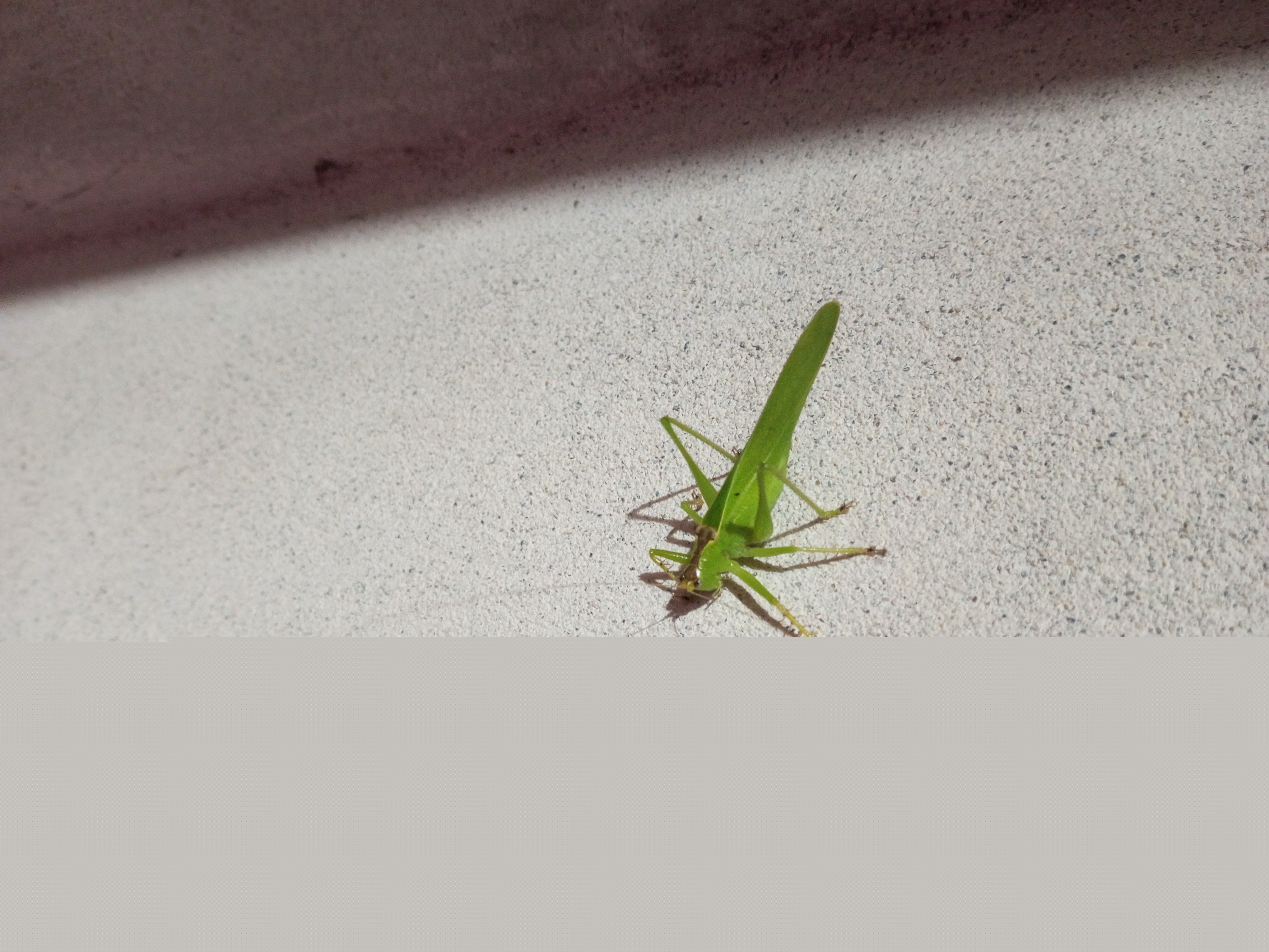 IMG_20241018_191214_358.jpg