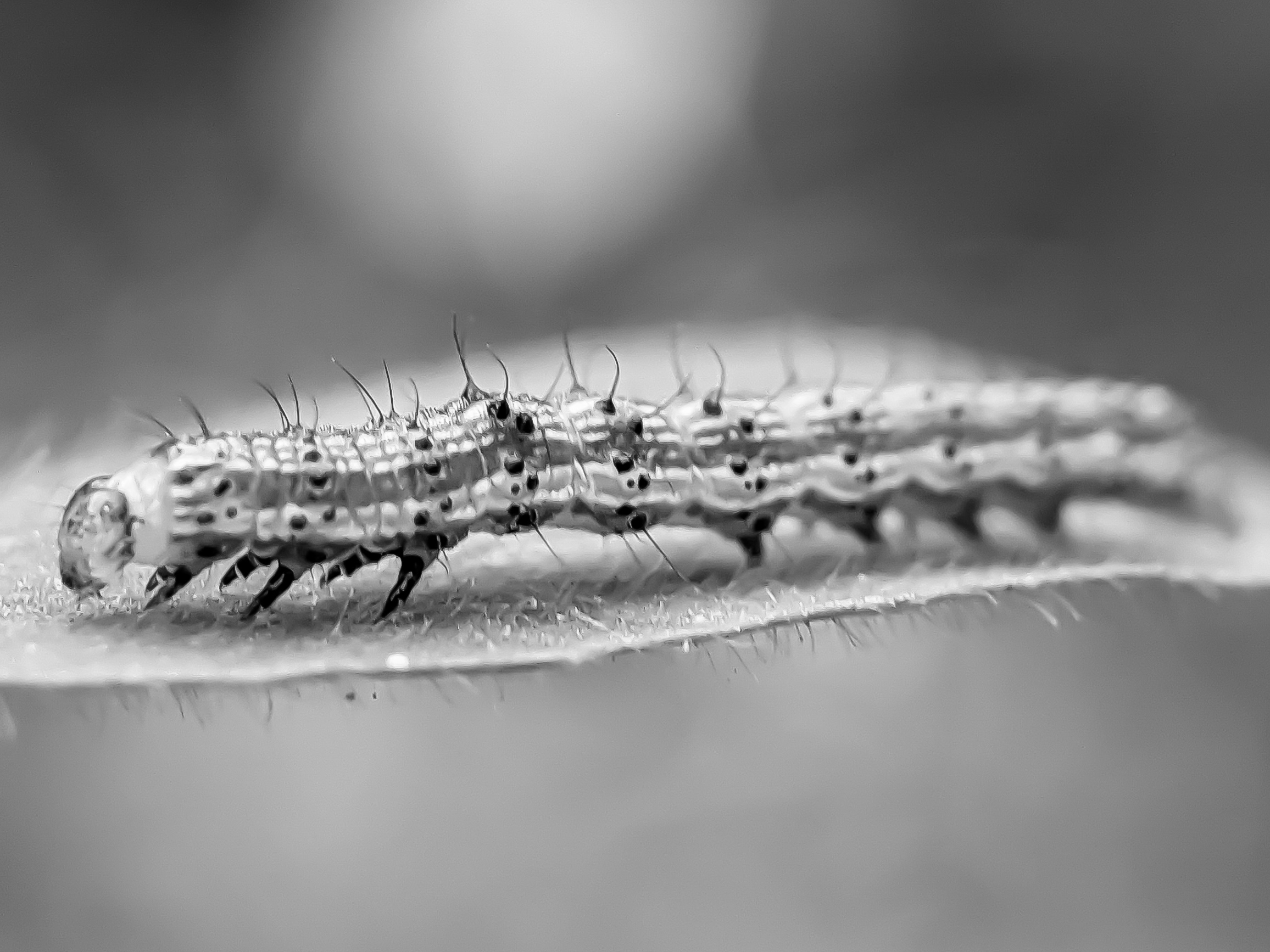 caterpillar (1).jpg