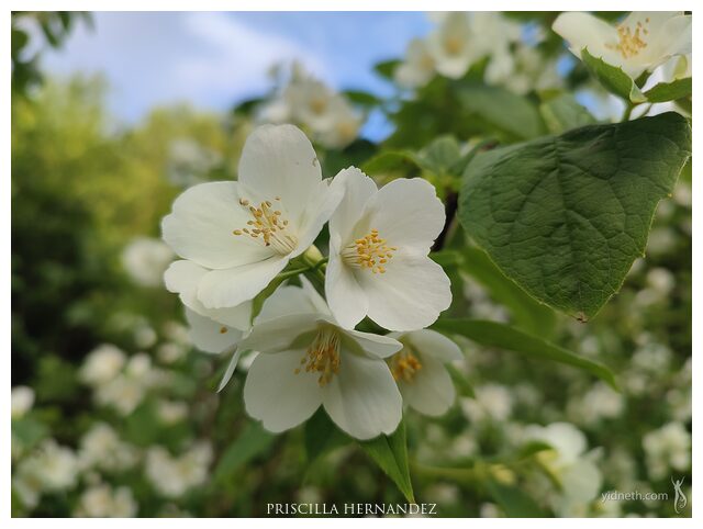 whiteflowers_latespring_yidneth.jpg