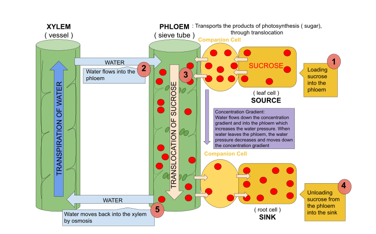 768px-Translocation_from_the_source_to_the_sink_within_the_phloem.svg.png