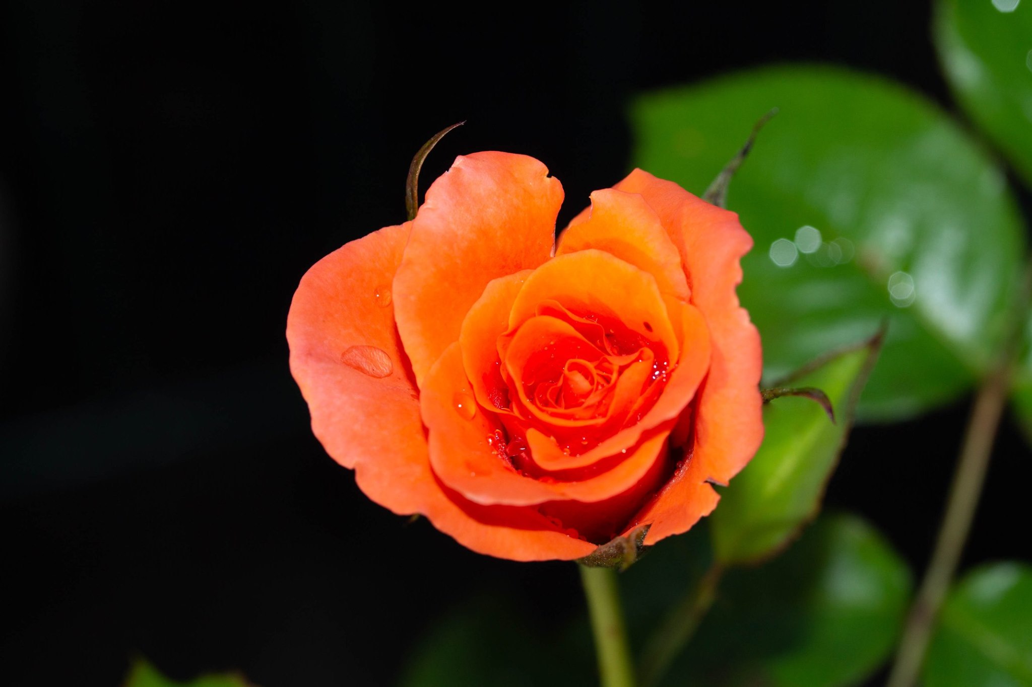 IMG_9964.jpeg