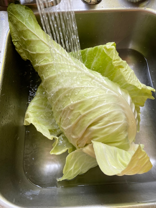 hivegarden-harvesting-cabbage-1 (1).jpg