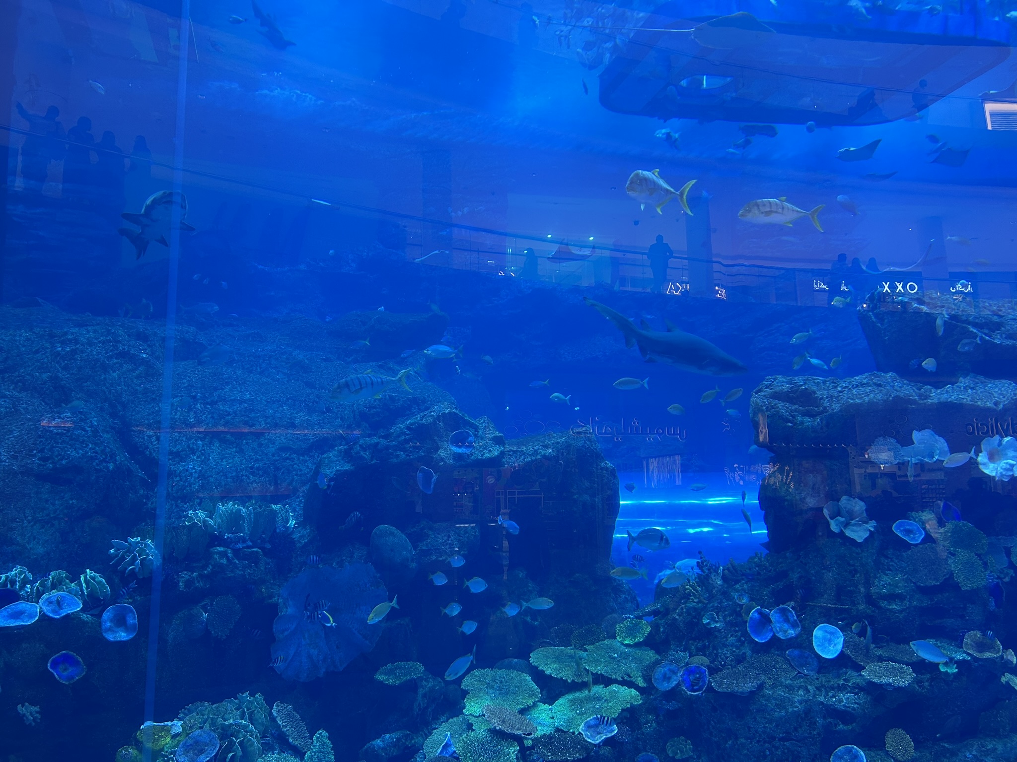 8. Dubai Mall Aquarium.JPEG
