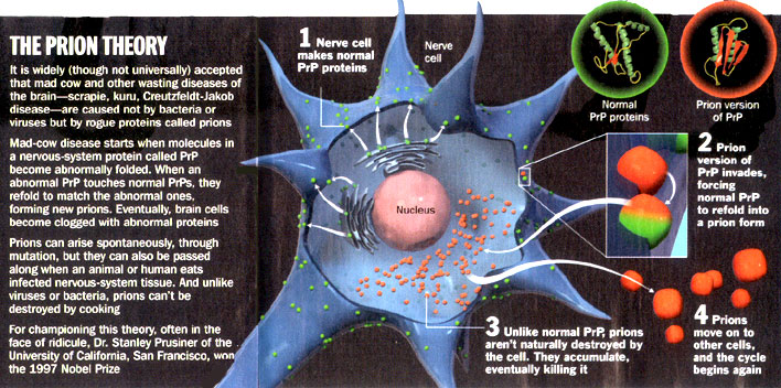 prion1.jpg