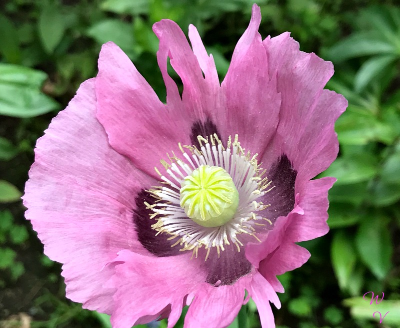 https://images.hive.blog/DQmRZBAjDStJseGrCC8iwfseRYRKaW9wq7owf6VuK4jLPTG/photography-pink-poppy-1.jpg