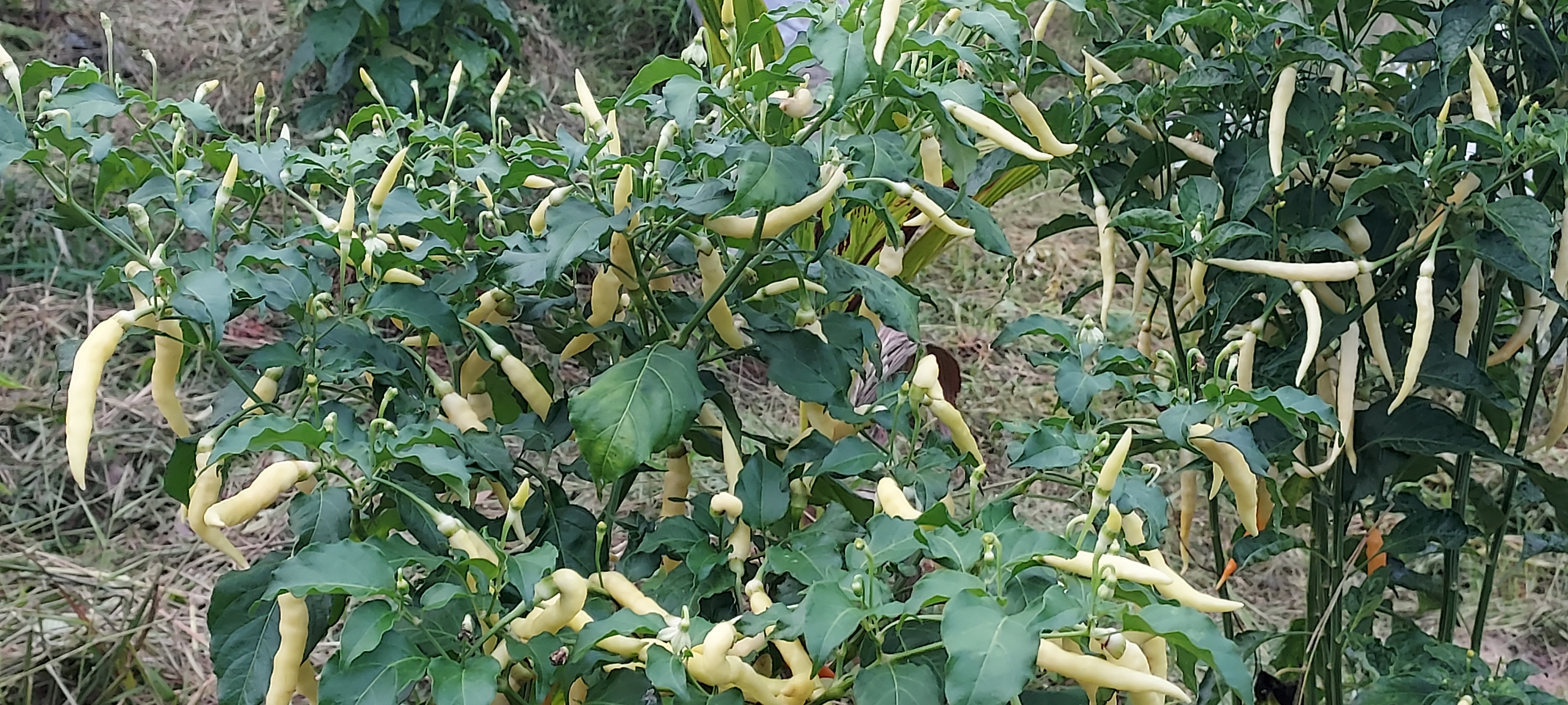 20210902_181635.jpg