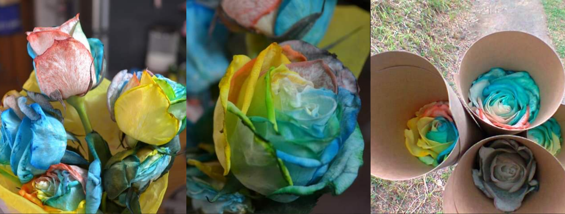 rainbow_roses.png