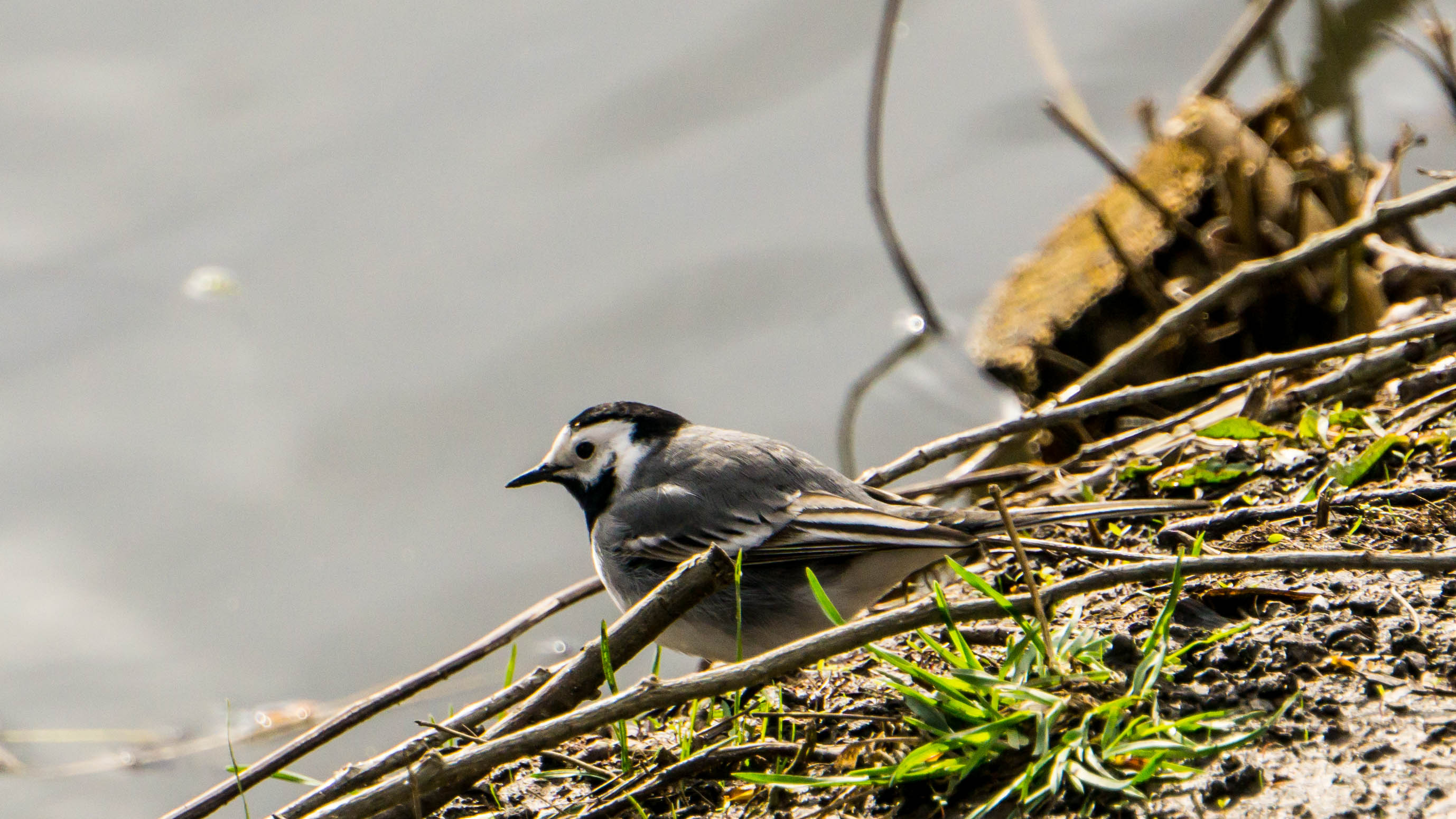 DSC08507-4.jpg