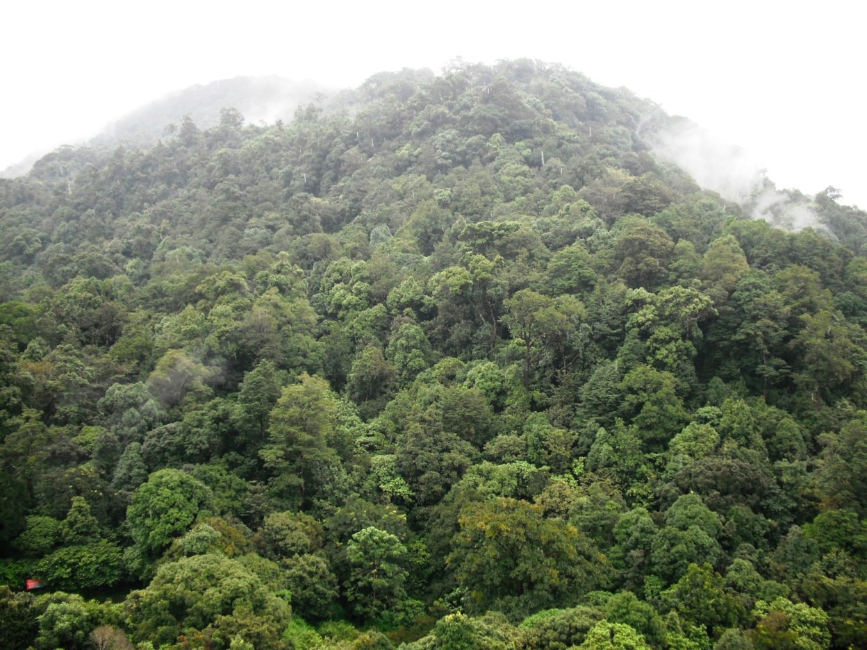 montane forest.jpg