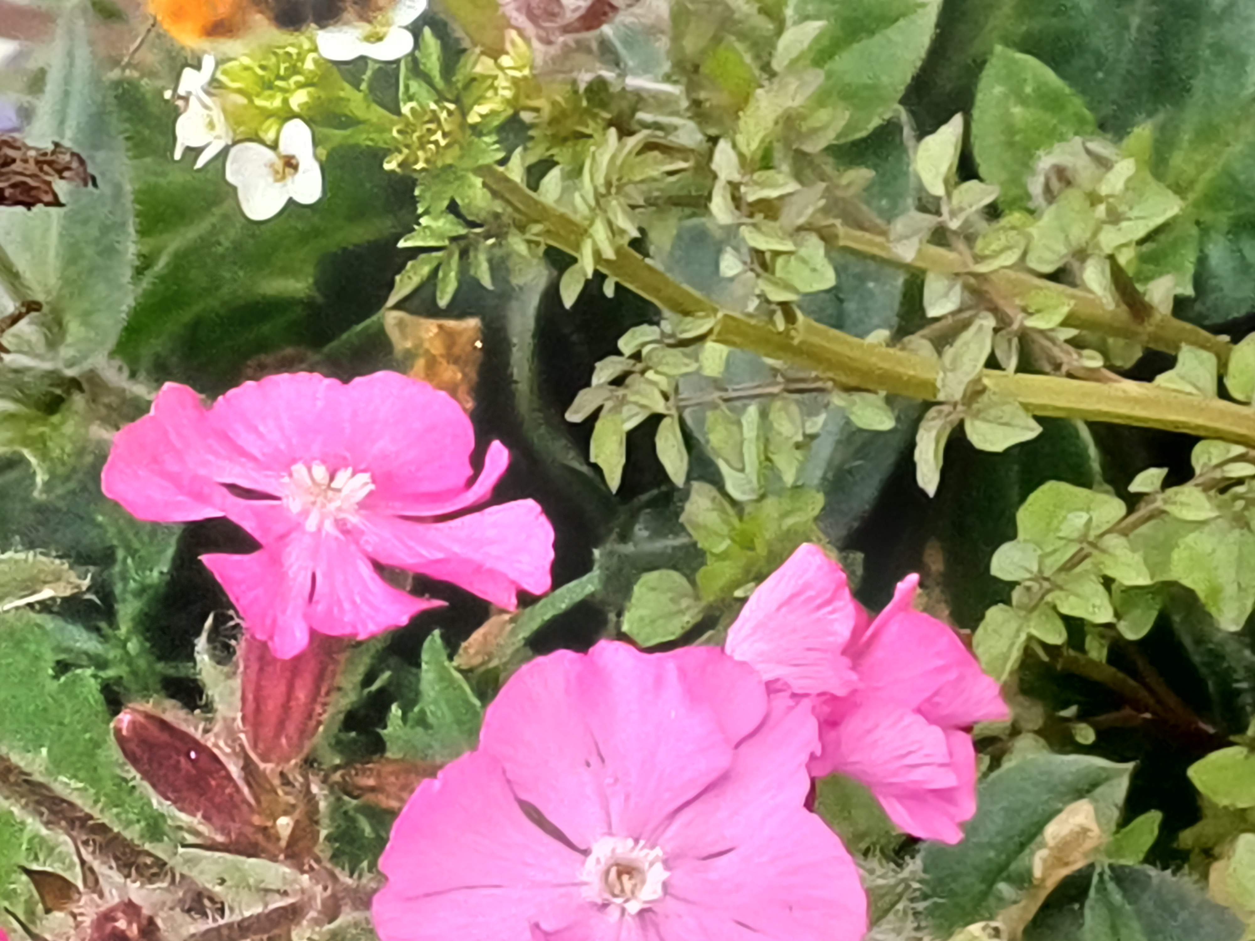 20250530_084310.jpg