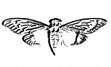 Cicada_3301_logo.jpg