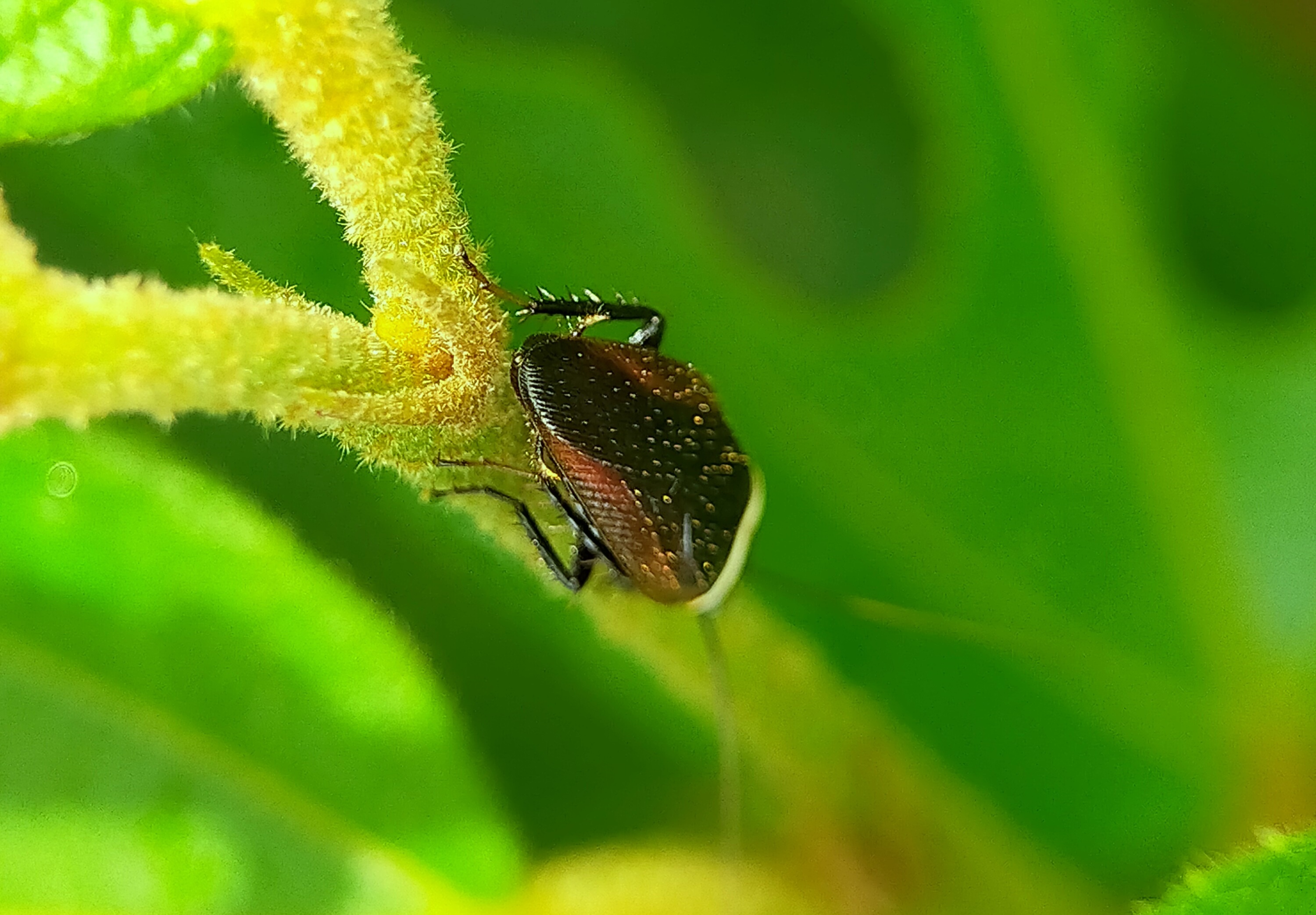 Forest Cockroach (9).jpg