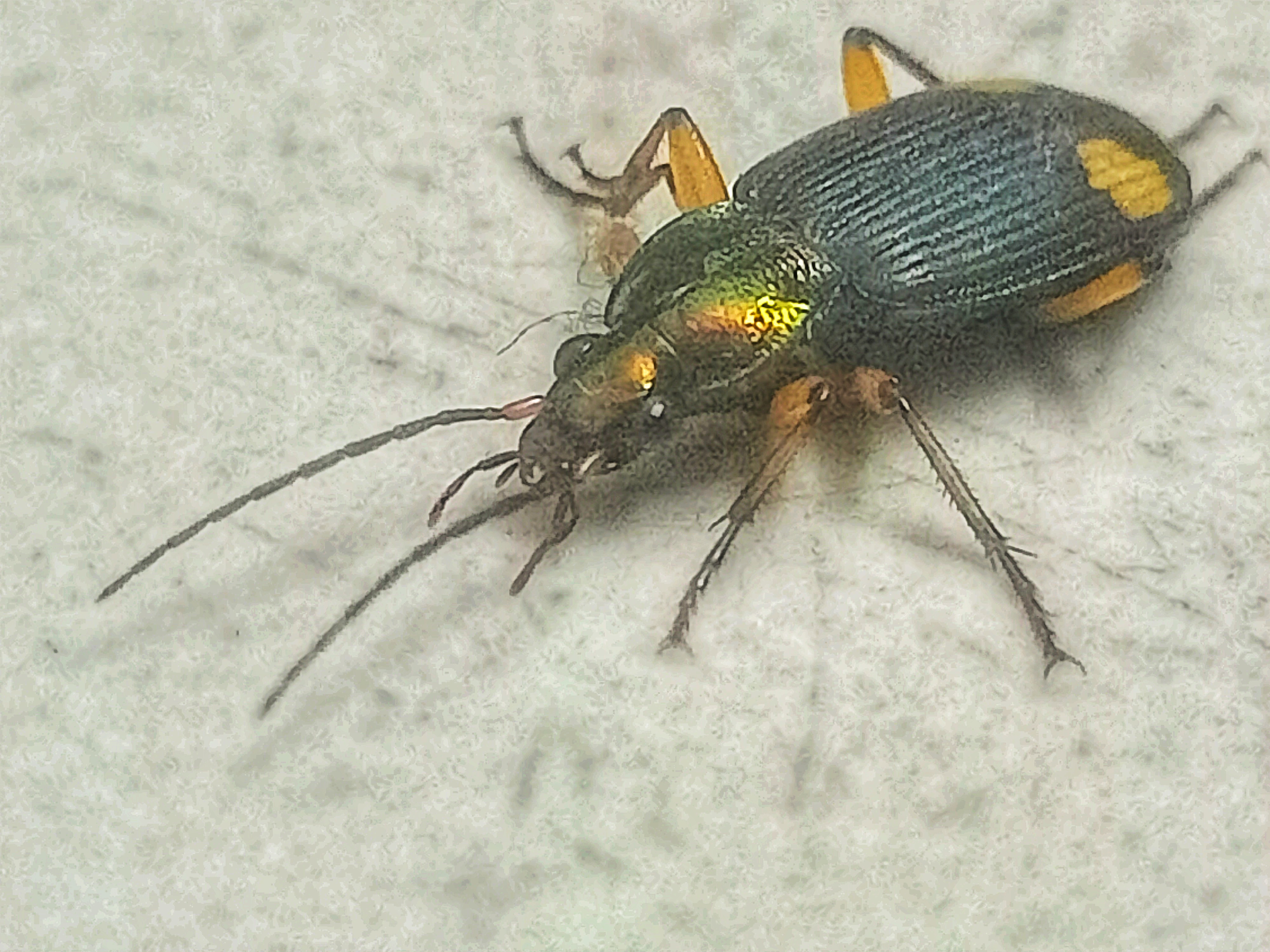 Chlaenius costiger.