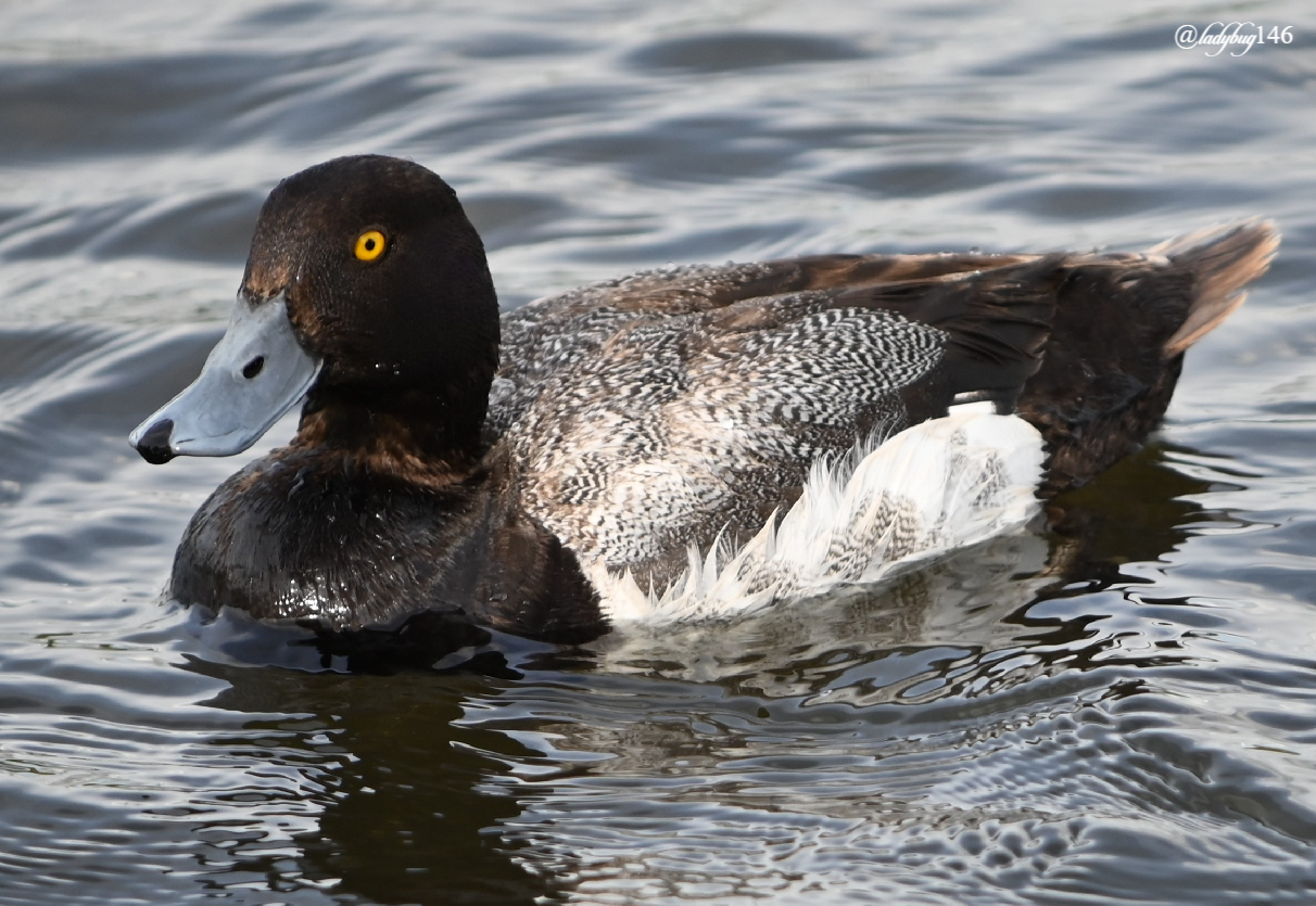 goldeneye duck.jpg