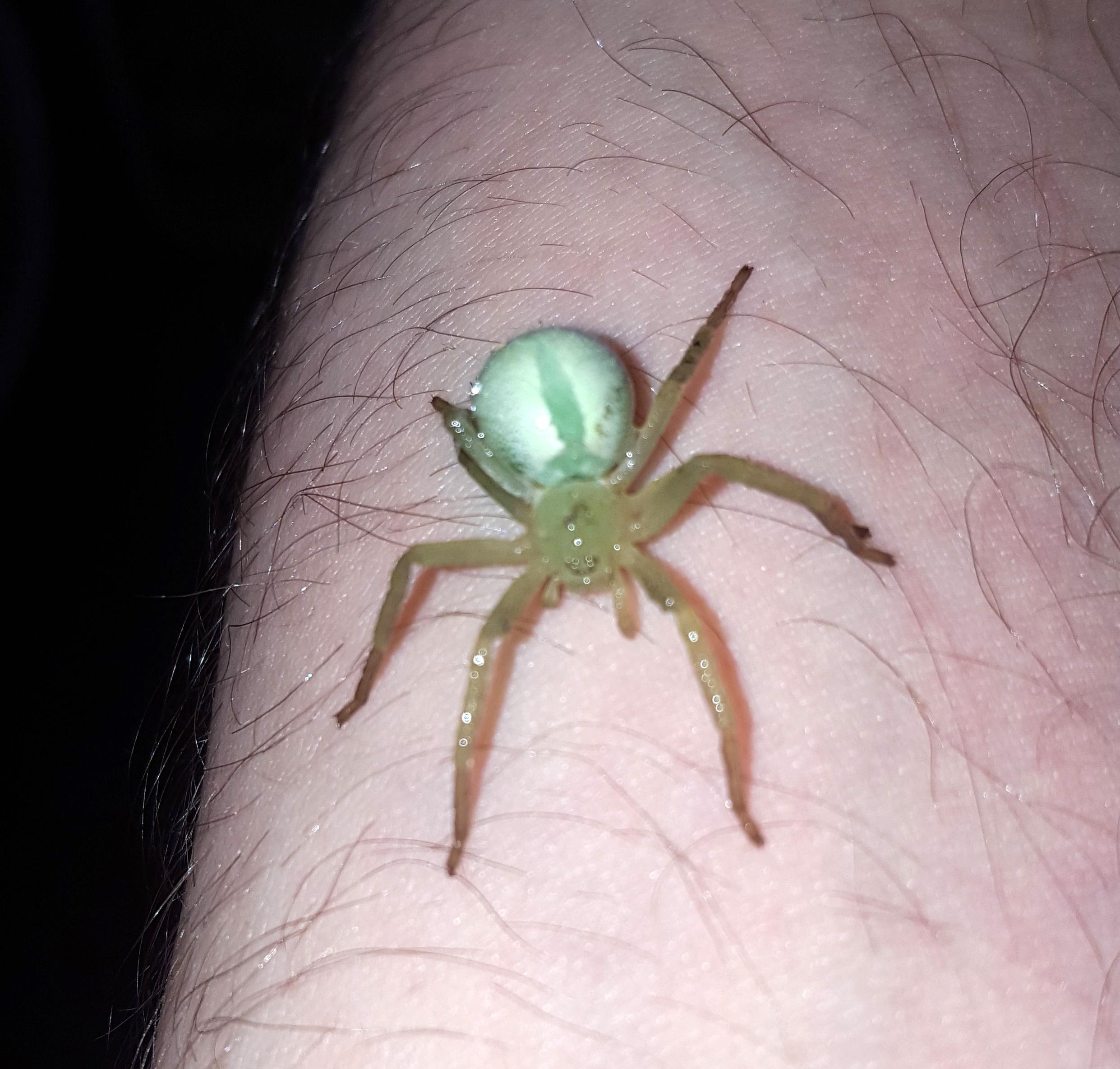 Small Green Spider.jpg