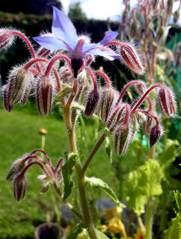 borage_blossom.jpg