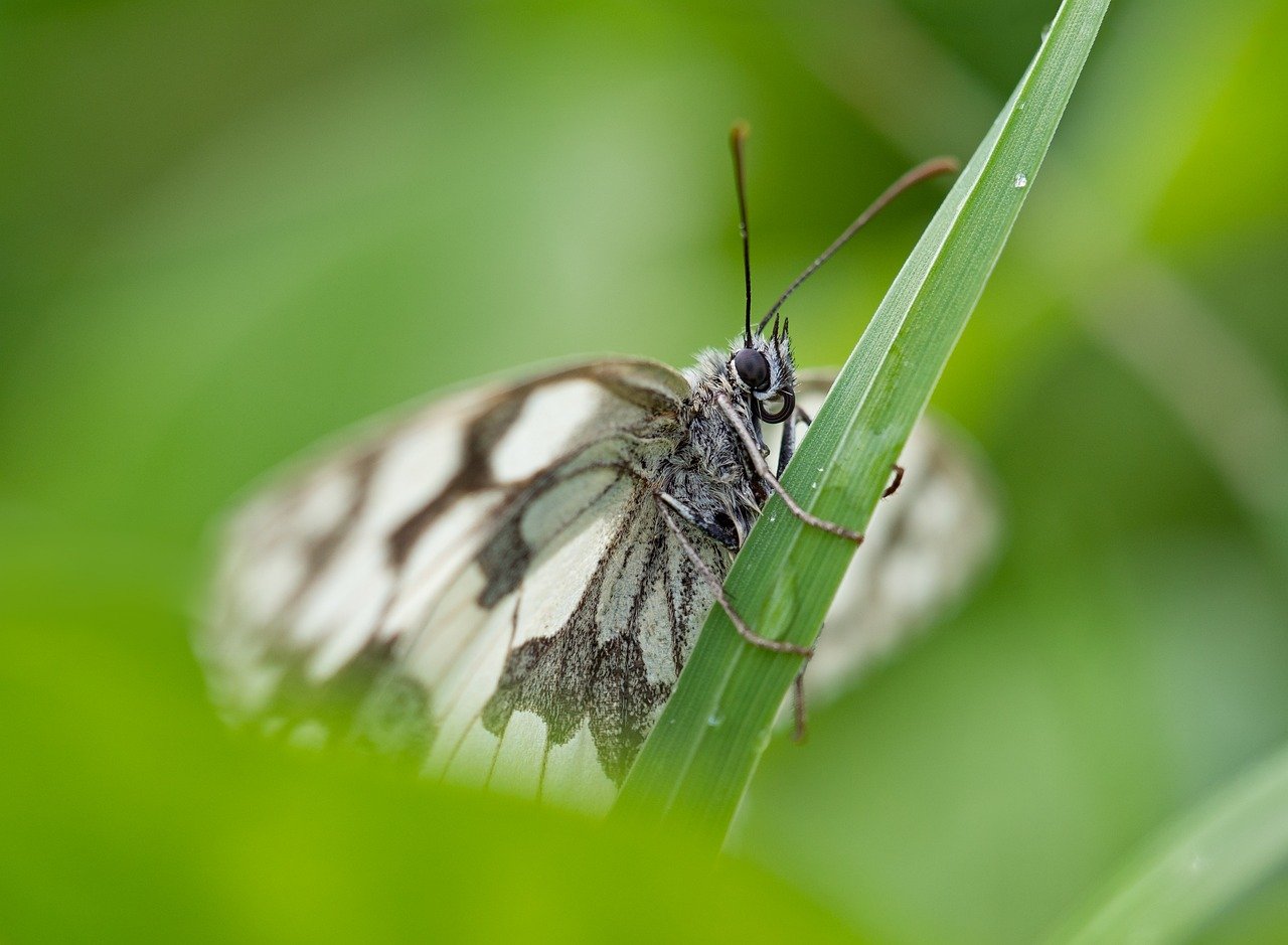 marbled-white-8143238_1280 (1).jpg