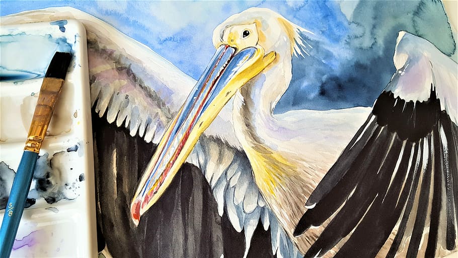 pelican-bird-animal-painting.jpg