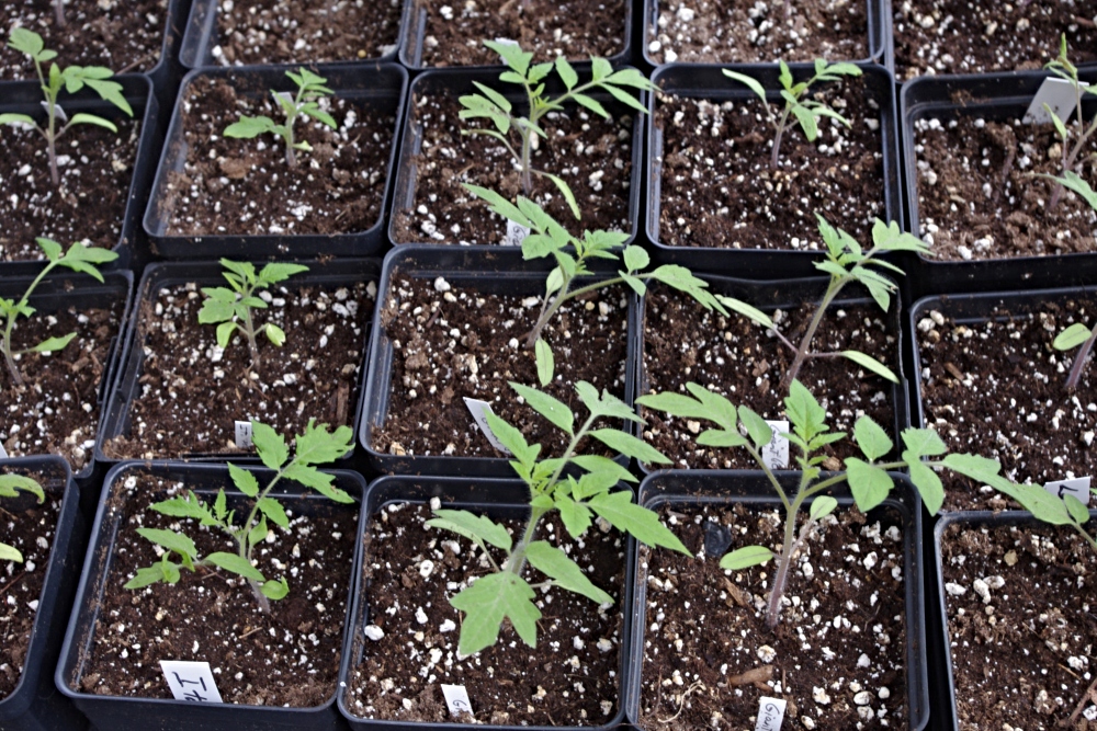 tomato-gardening-seedlings-virgo.jpg