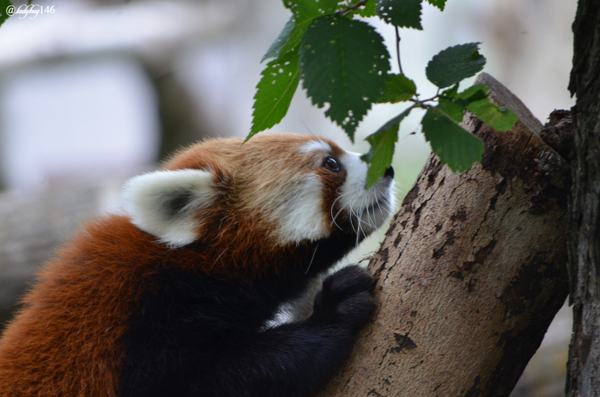 edmonton zoo red panda (3).jpg