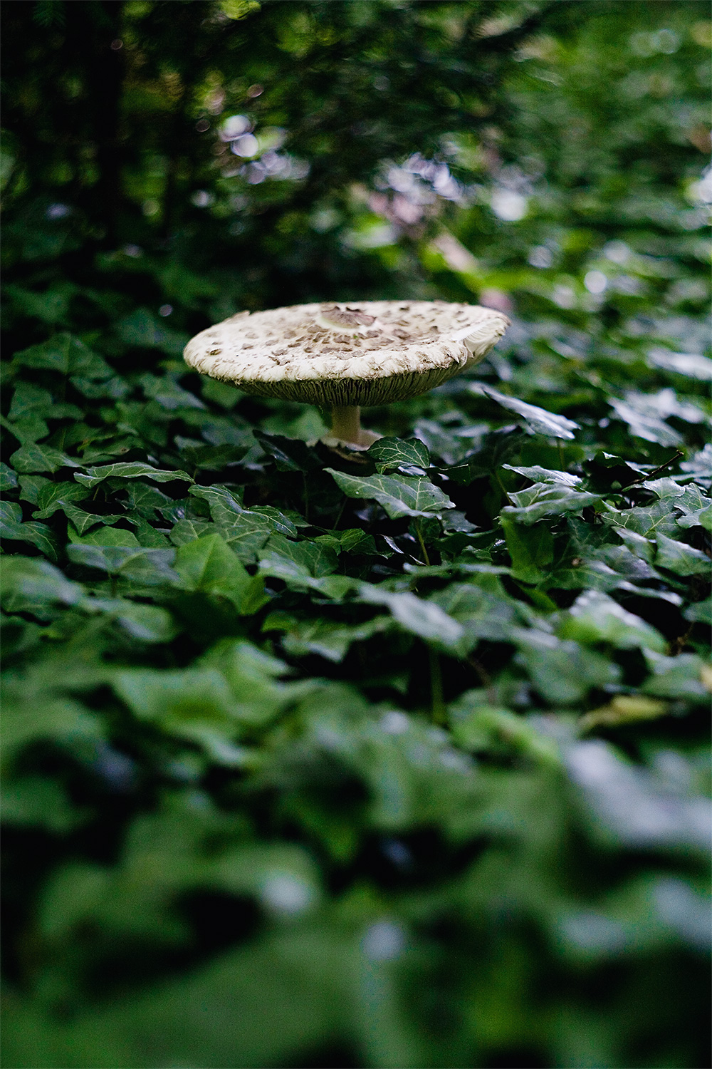ivyshroom03.jpg