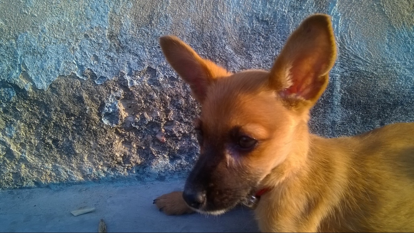 06-Mascota.jpg