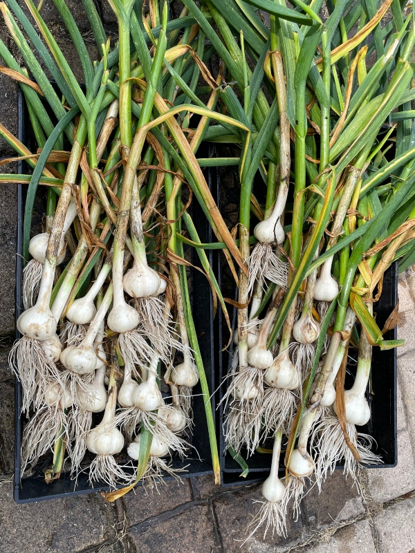 https://images.hive.blog/DQmReinMxh4G98XscghmBtnXRPRUkgr5YaNd3vAXTYgkuND/hive-garden-harvest-garlic-2%20(1).jpg