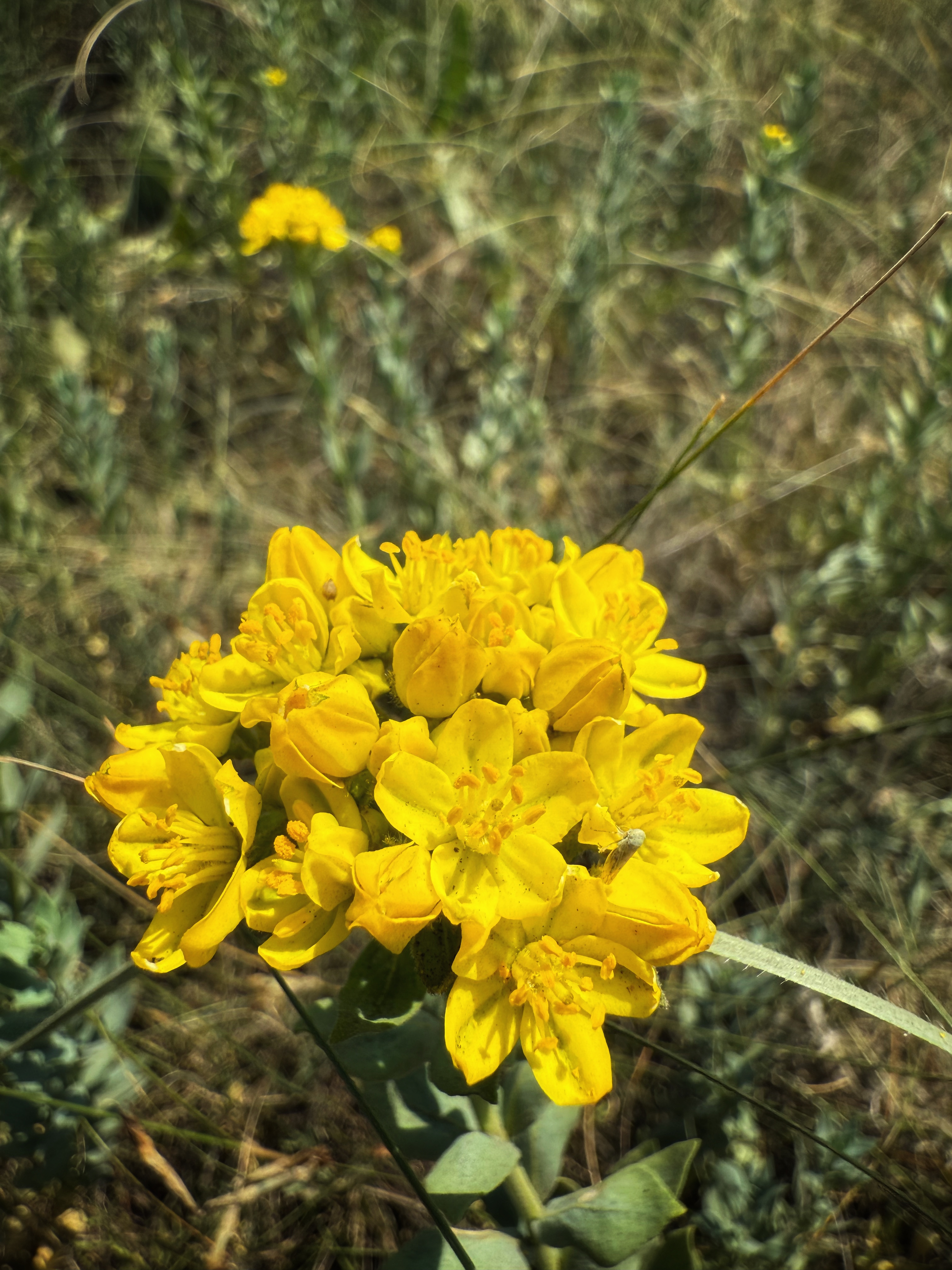 IMG_3822.jpeg