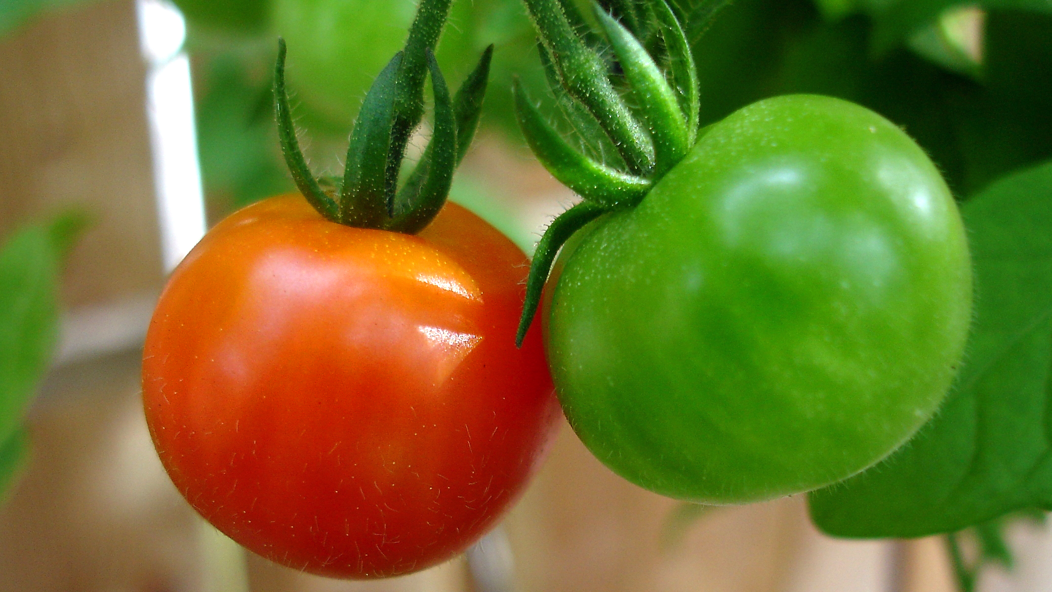 Cherry_tomatoes_red_and_green_2009_16x9.jpg