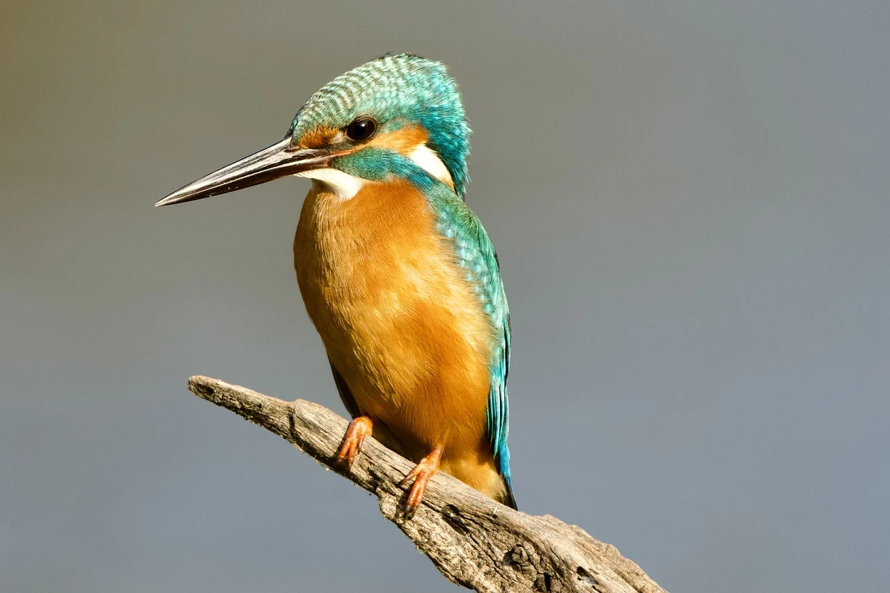 kingfisher-9016787_1280.webp