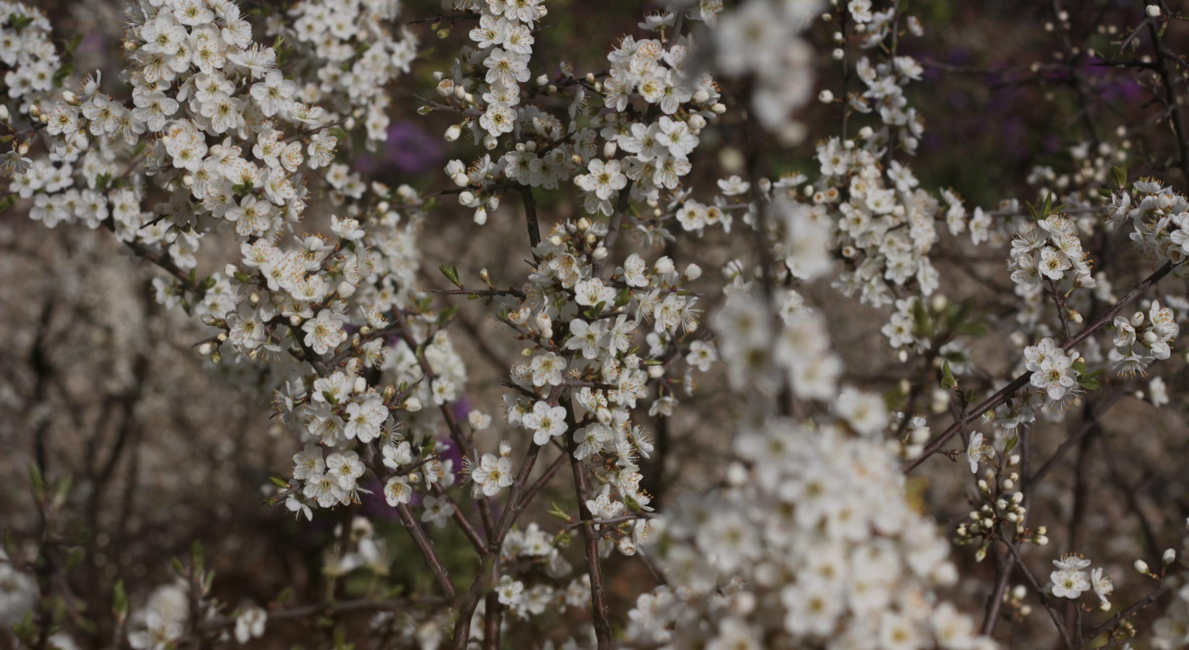 IMG_6175-crop.JPG