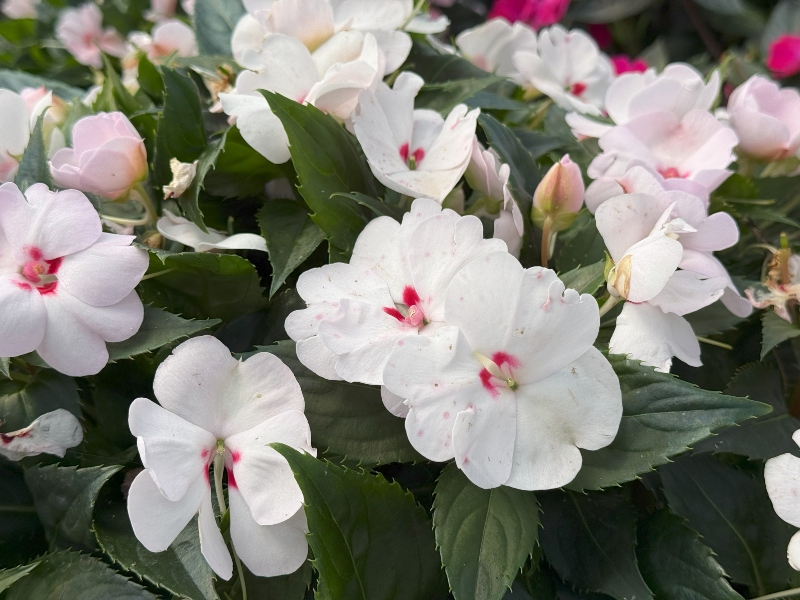 hivegarden-flowers-impatiens.jpg