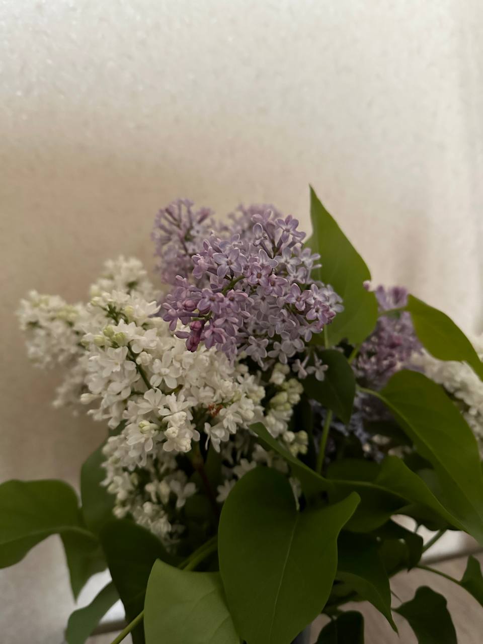 IMG_1242.jpeg